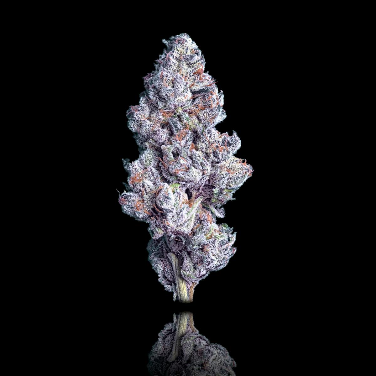 Lemon Cherry Gelato x Blueberry ZKZ - image 2