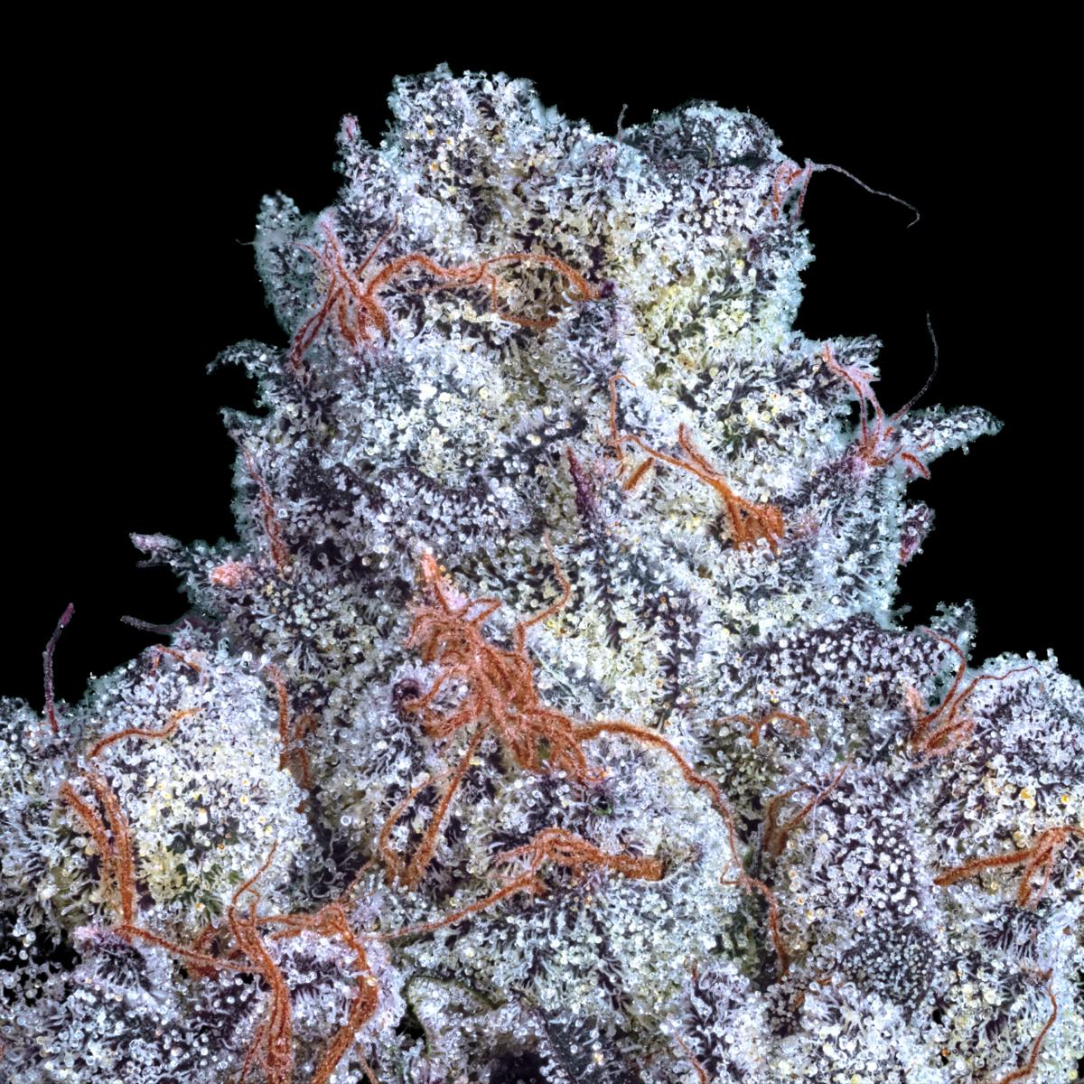 Lemon Cherry Gelato x Blueberry ZKZ - image 4
