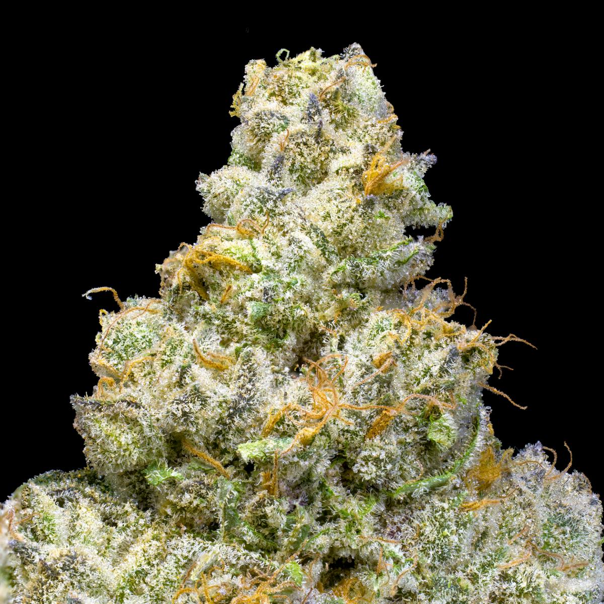 Grape Ambrosia x (Gary Payton x Banana Puffy #8) - image 4