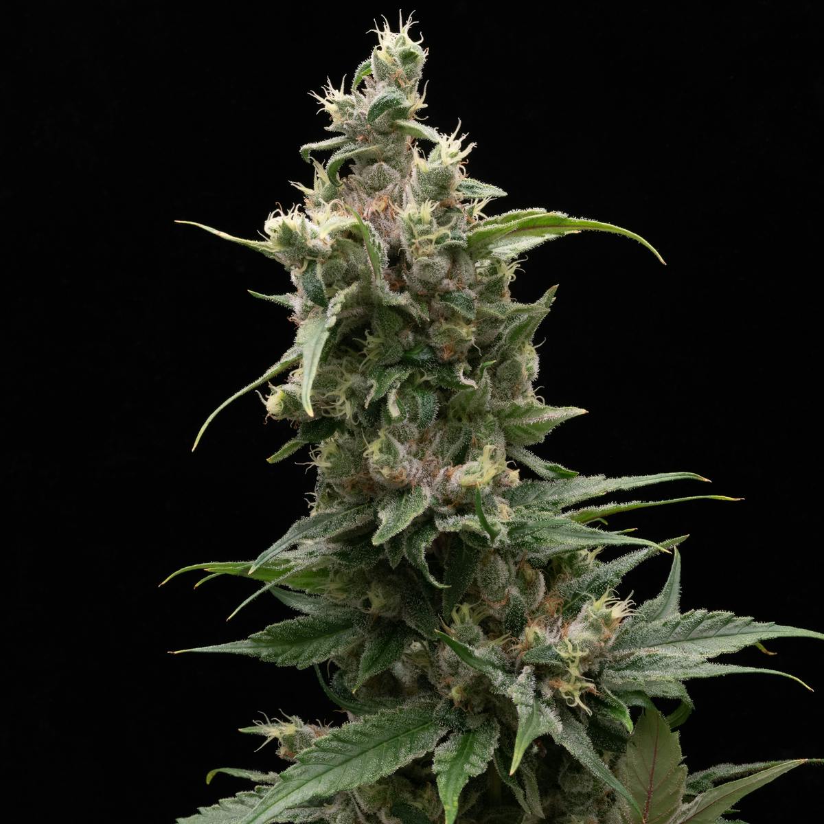 FRAKTAL - Laotian Kush - image 1
