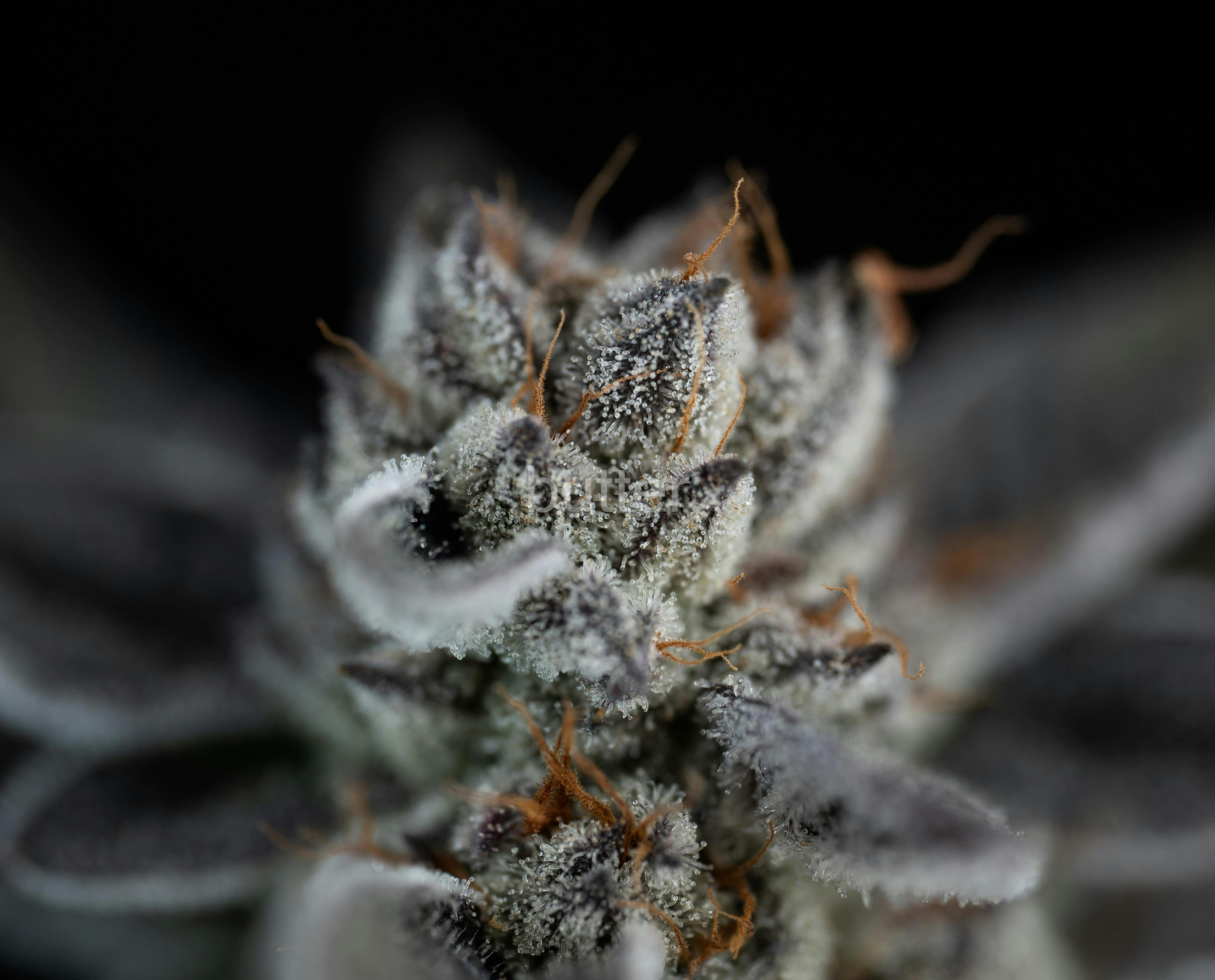 butter | Guava Barz #5 - image 1
