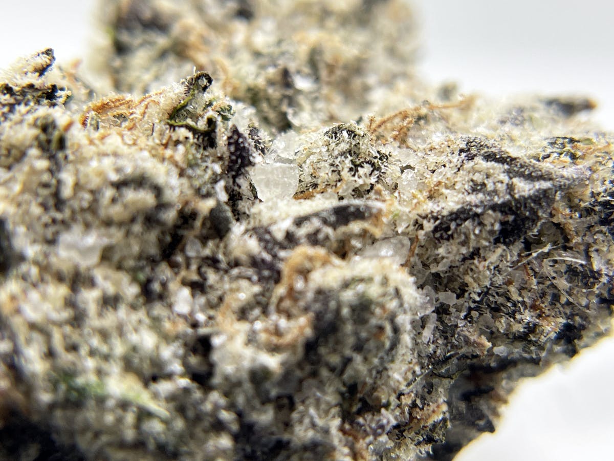 BLACK PEARL - Diamond Coated Indoor - Lemon Cherry Gelato - 3.5g | 1/8oz - image 4
