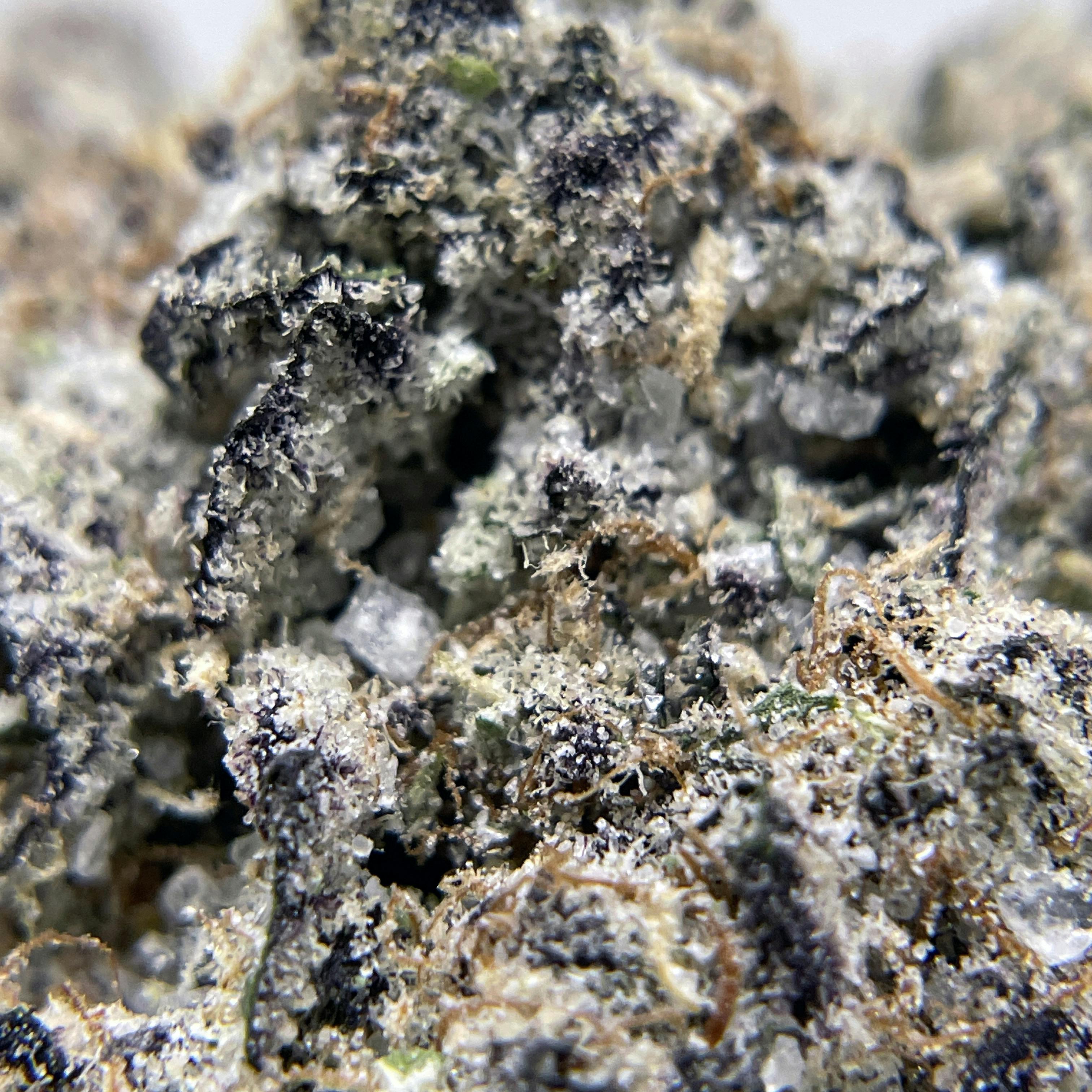 BLACK PEARL - Diamond Coated Indoor Flower - Crème Brûlée - 3.5g | 1/8oz - image 3