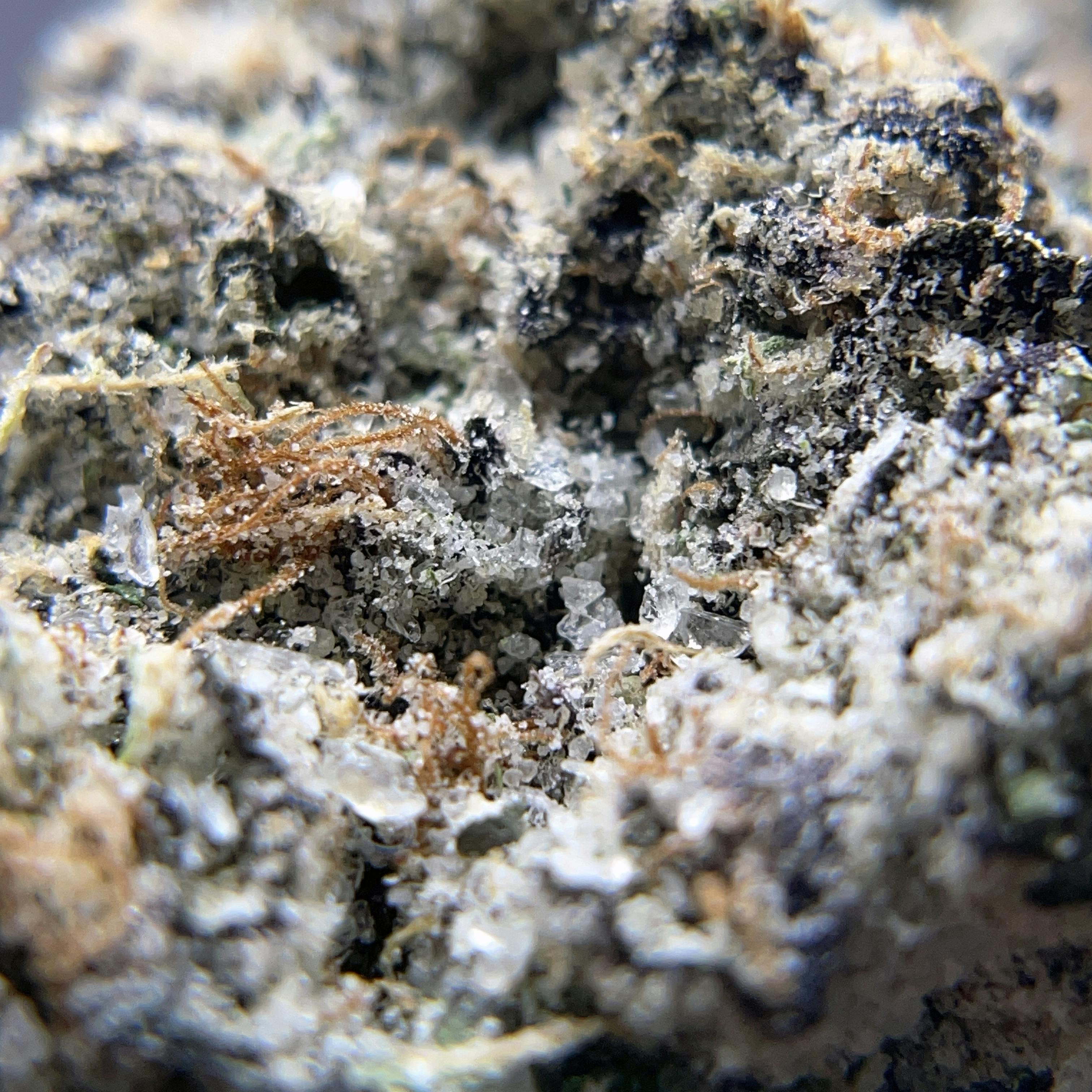BLACK PEARL - Diamond Coated Indoor Flower - Crème Brûlée - 3.5g | 1/8oz - image 2