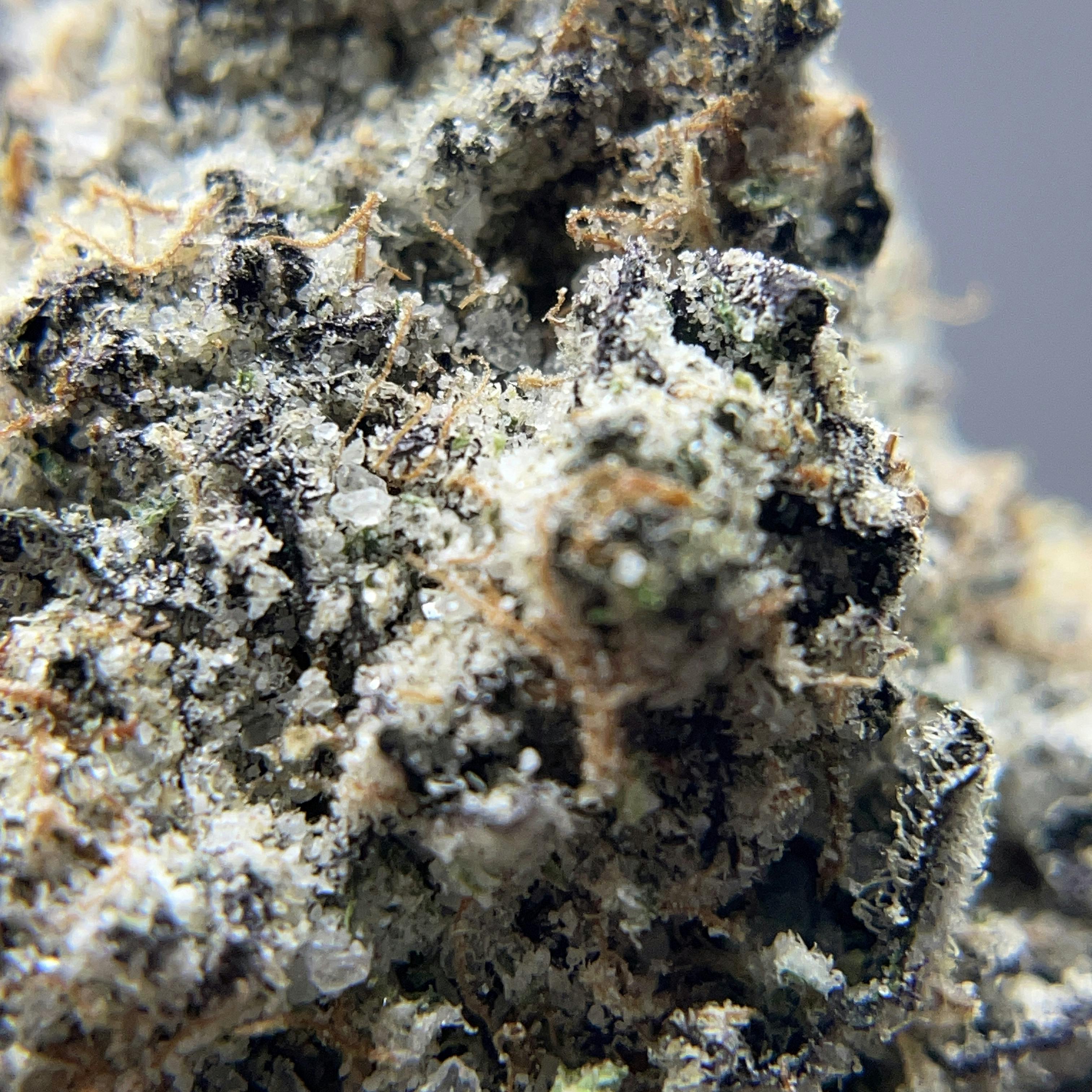 BLACK PEARL - Diamond Coated Indoor Flower - Crème Brûlée - 3.5g | 1/8oz - image 1