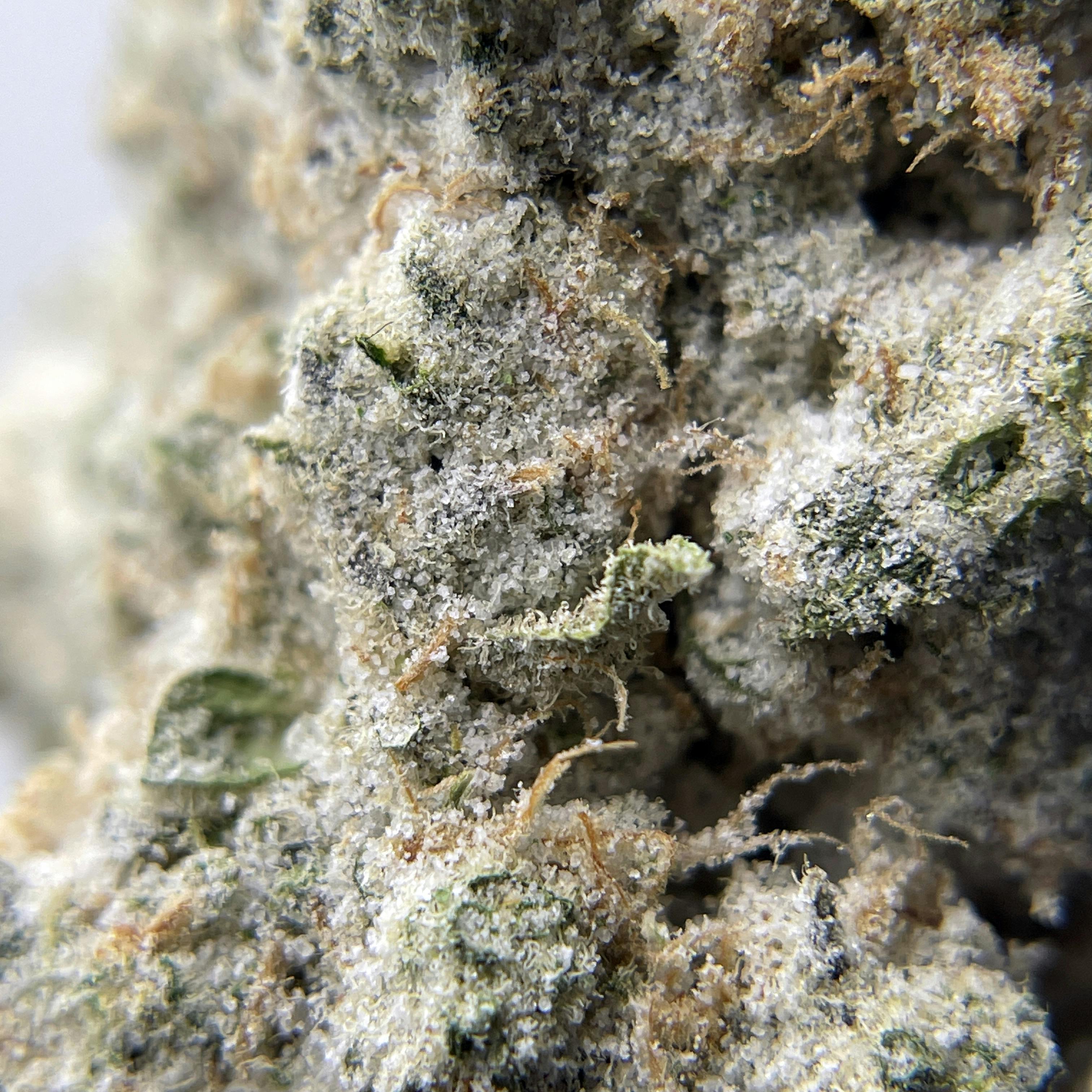 BLACK PEARL - Diamond Coated Indoor Flower - Cereal Milk - 3.5g | 1/8oz - image 3