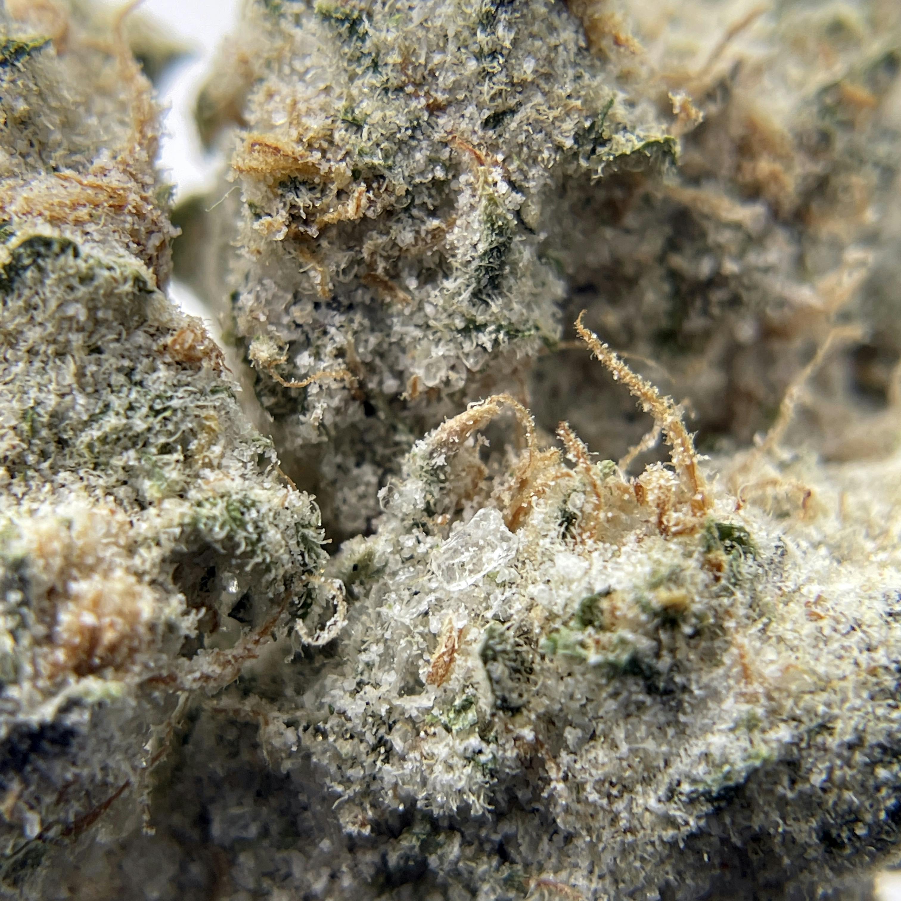 BLACK PEARL - Diamond Coated Indoor Flower - Cereal Milk - 3.5g | 1/8oz - image 2