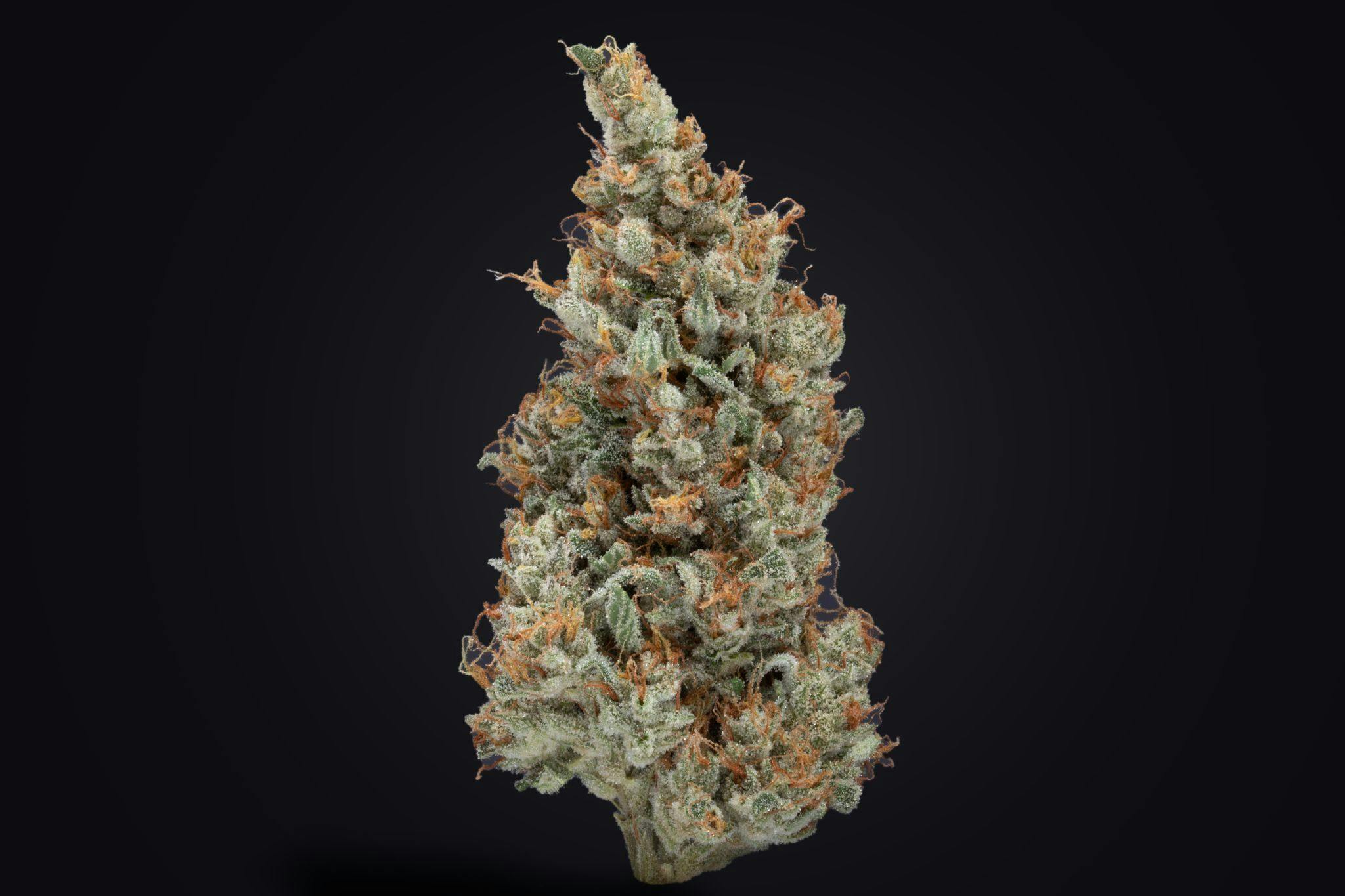 Sweet n Sour Jack - image 2