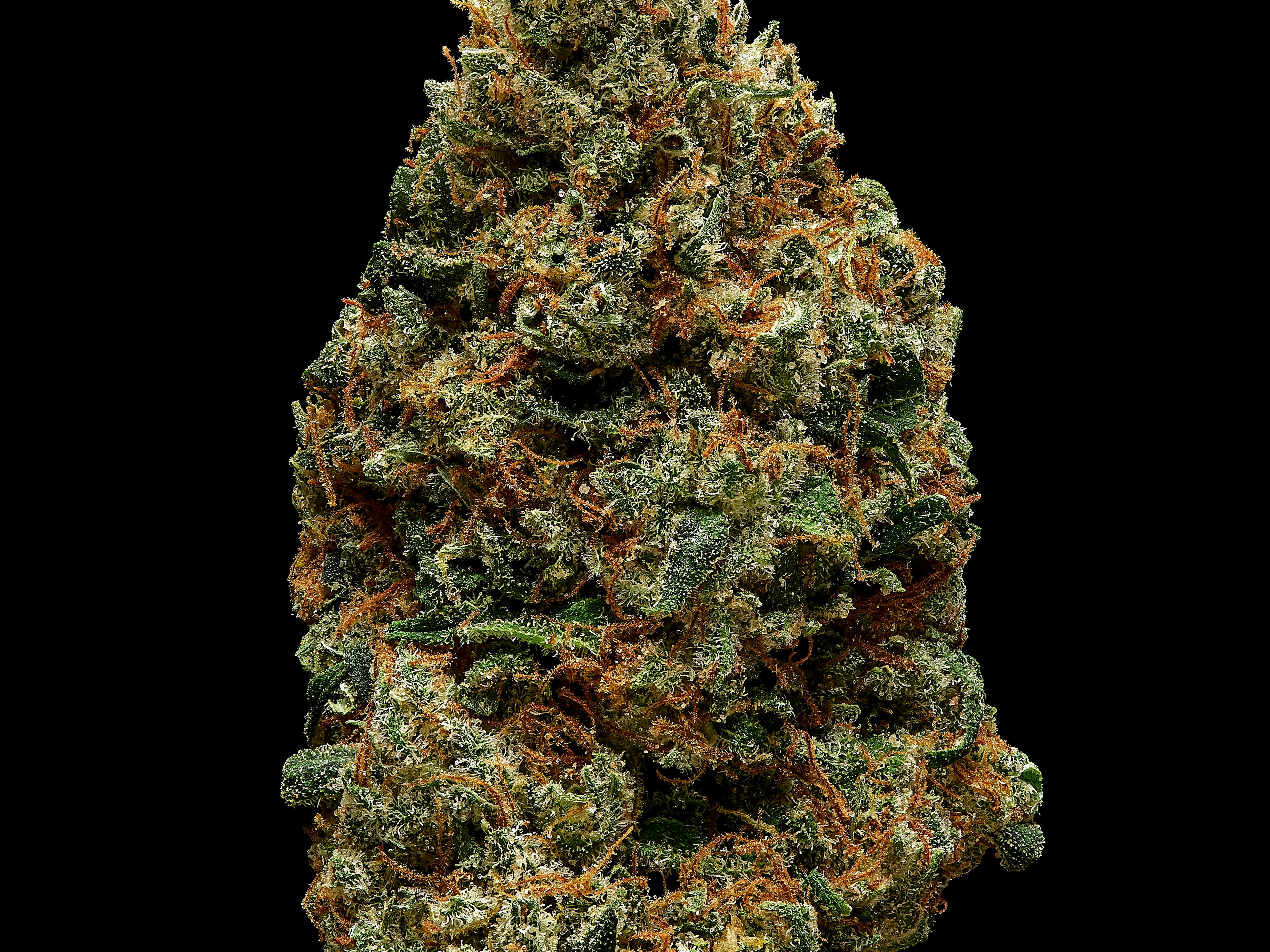 Cuban Gaslight - Flower [3.5g] - image 4