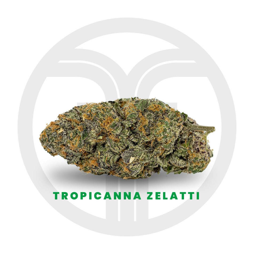 Tropicanna Zelatti - image 1