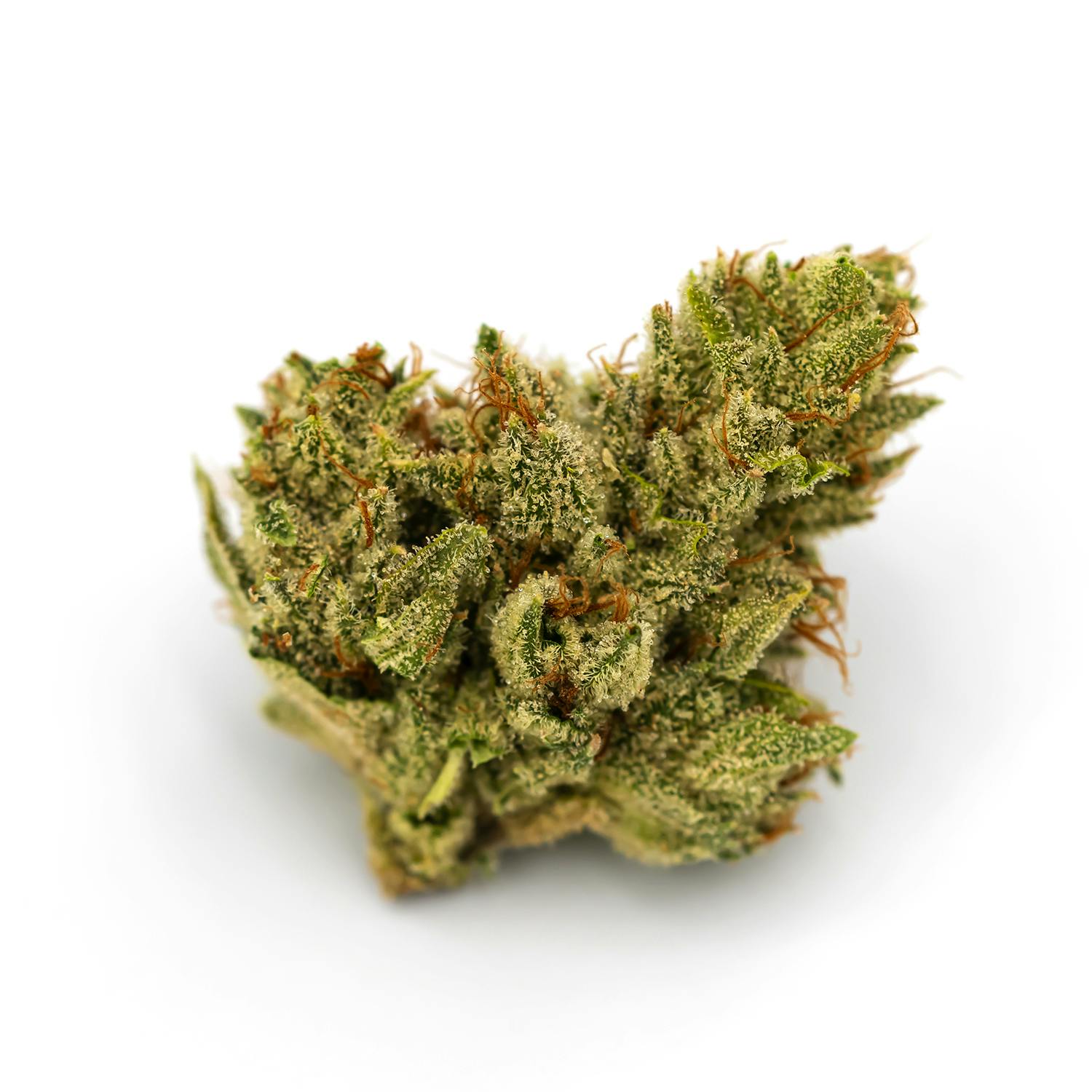 Angelica Pre Pack Flower - 14g - image 1