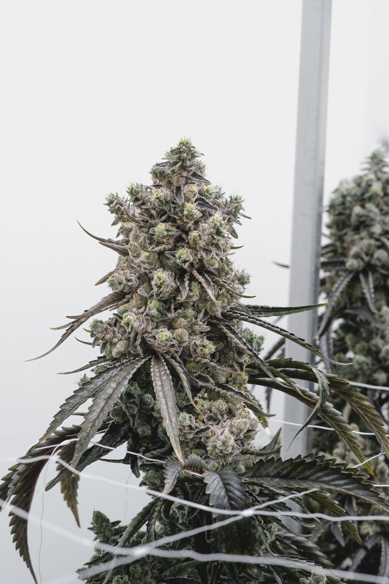 Banana Acai Mints Flower 3.5g - image 2