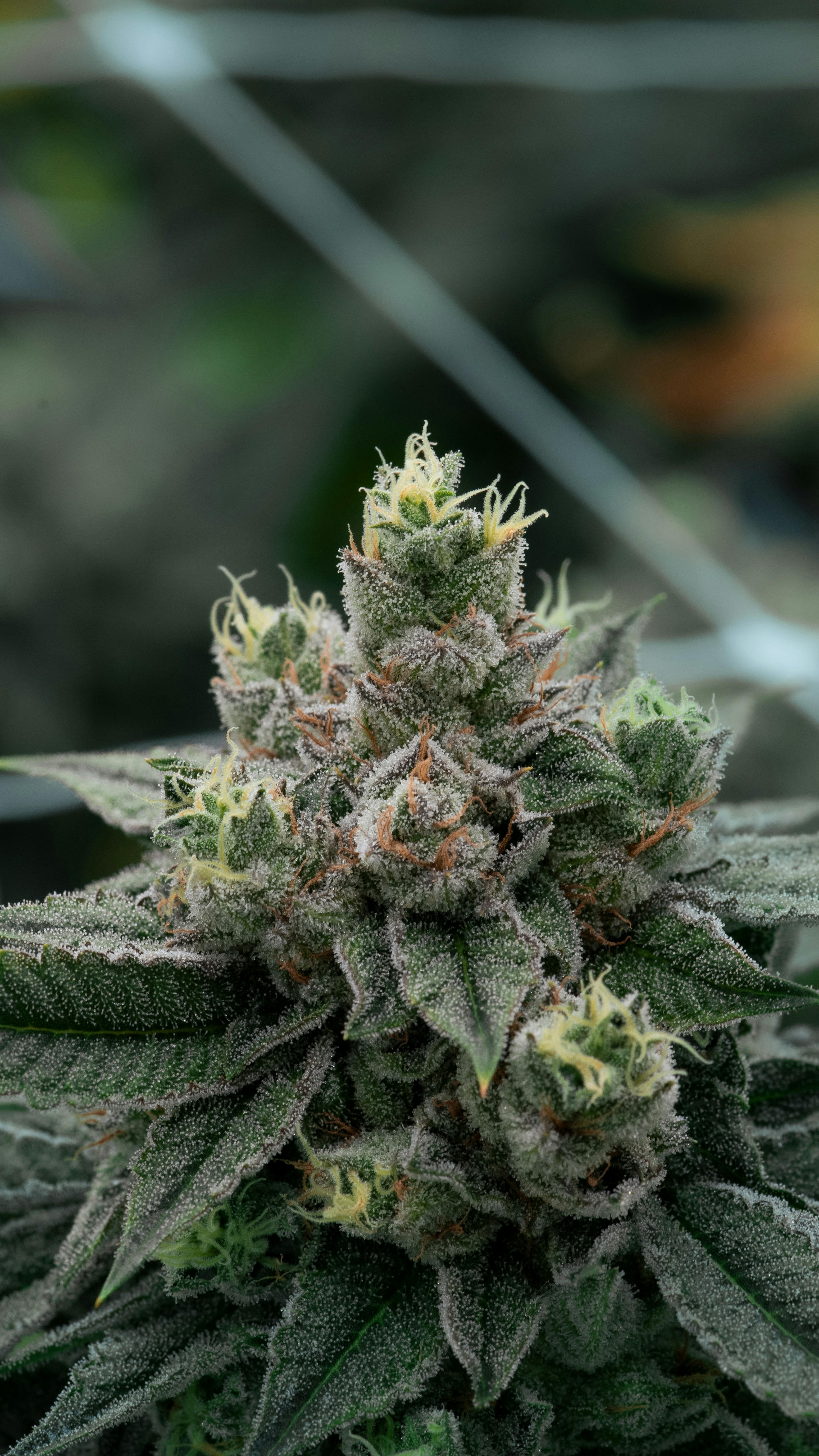 Private OG Flower 3.5g - image 3