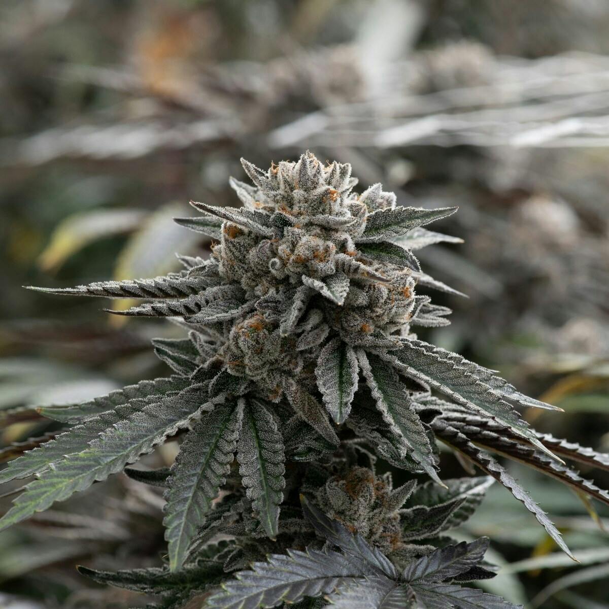 Coco Chanel Flower 3.5g - image 3