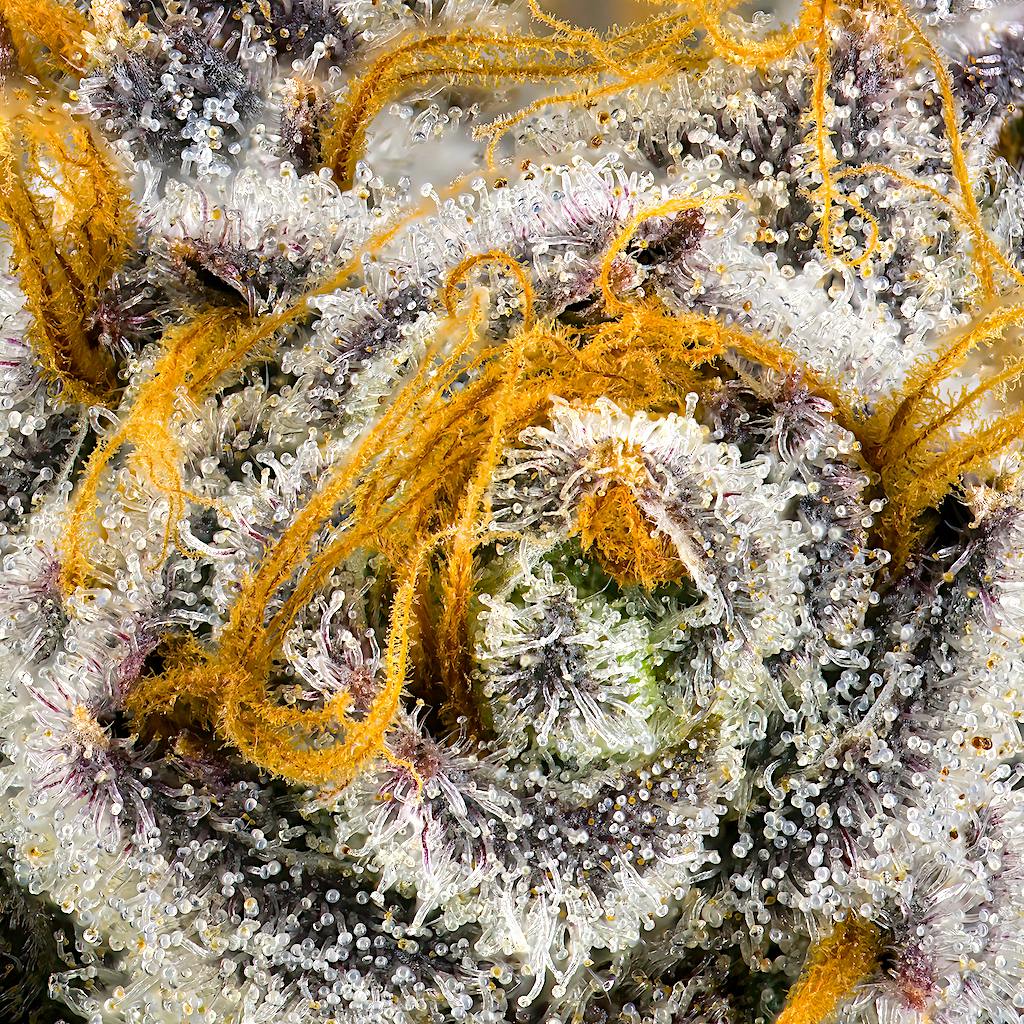 Orange Bellini Pre-Roll [1g] - image 4
