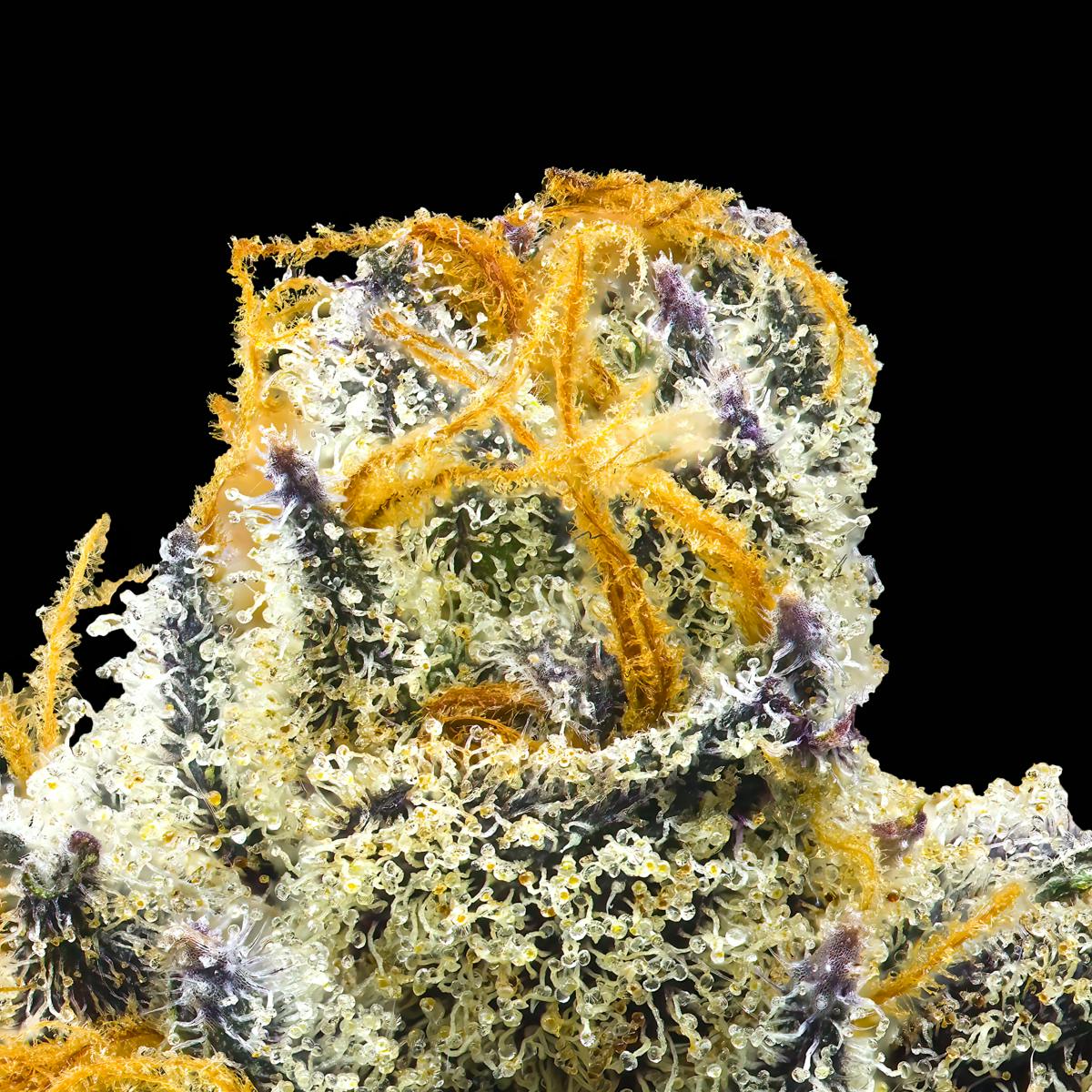 Orange Bellini Pre-Roll [1g] - image 3