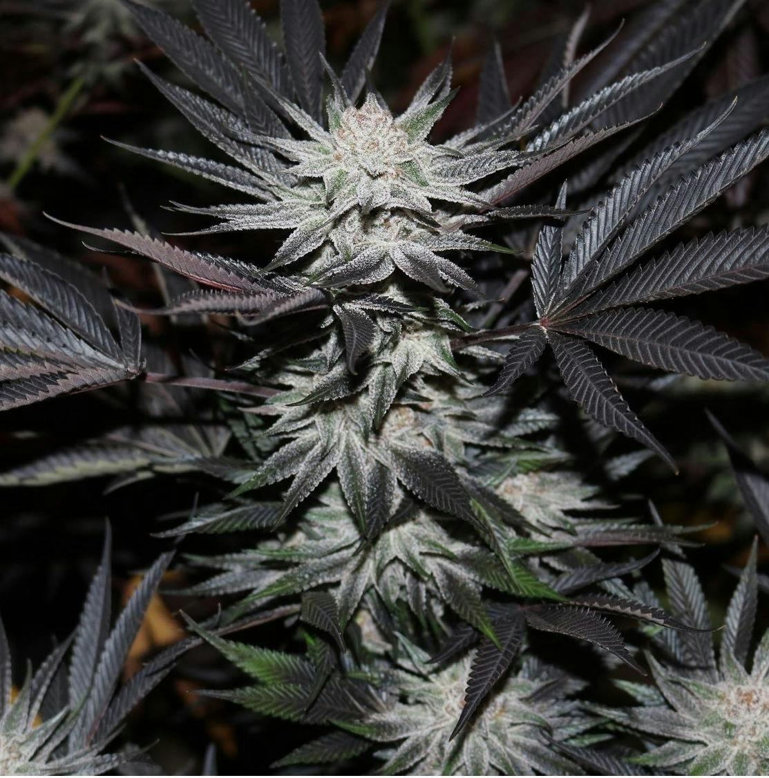 Maine Blueberry Muffins thumbnail 2