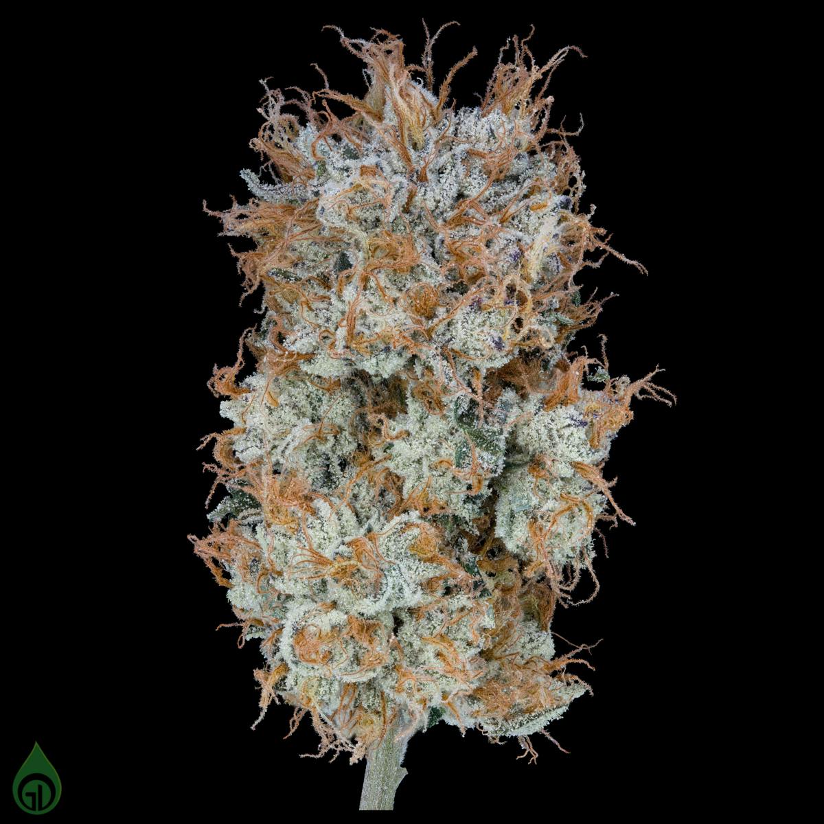 GDL Black Label Flower (14g) | Fortissimo - image 2