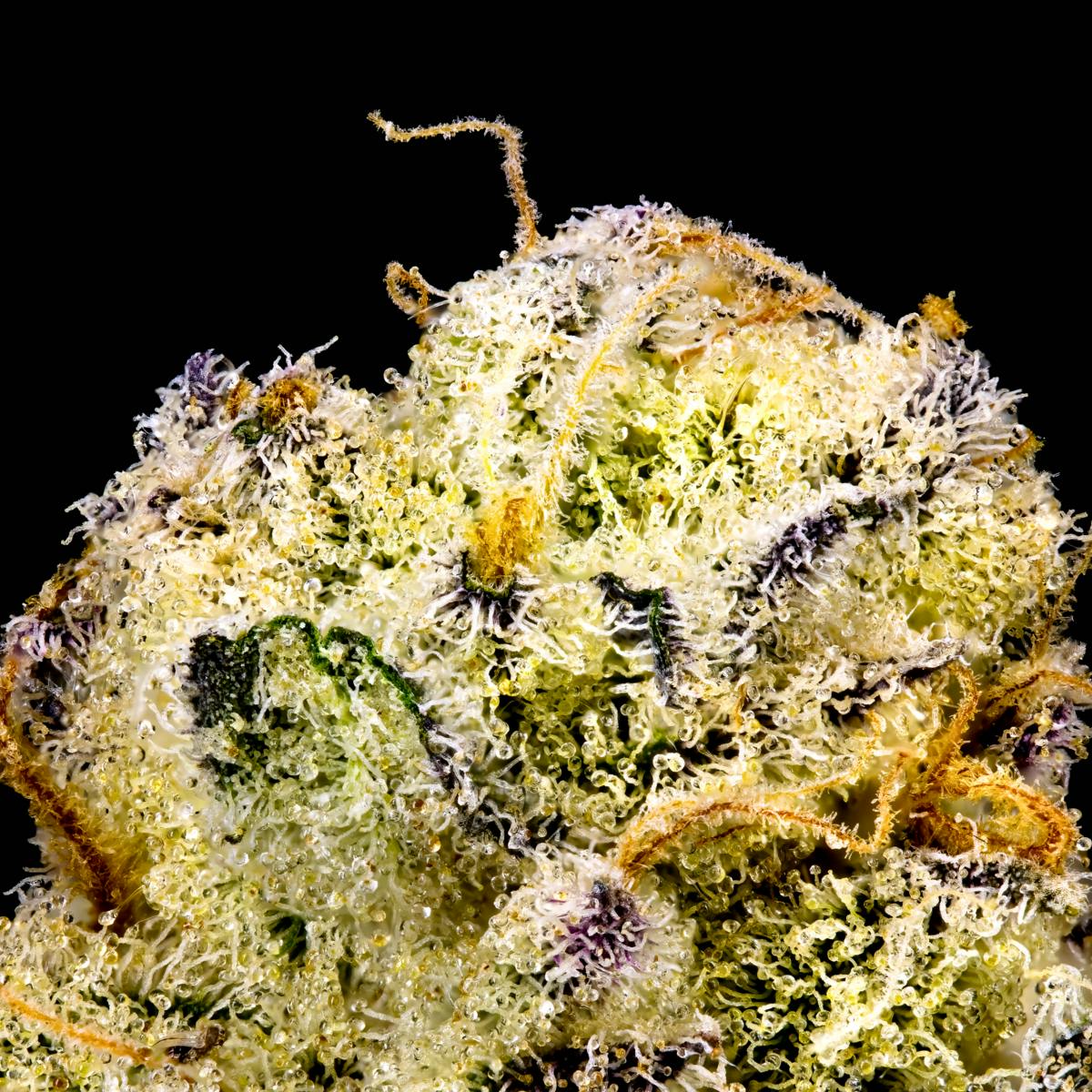 Saturn OG Pre-Roll 5-Pack [2.5g] - image 4