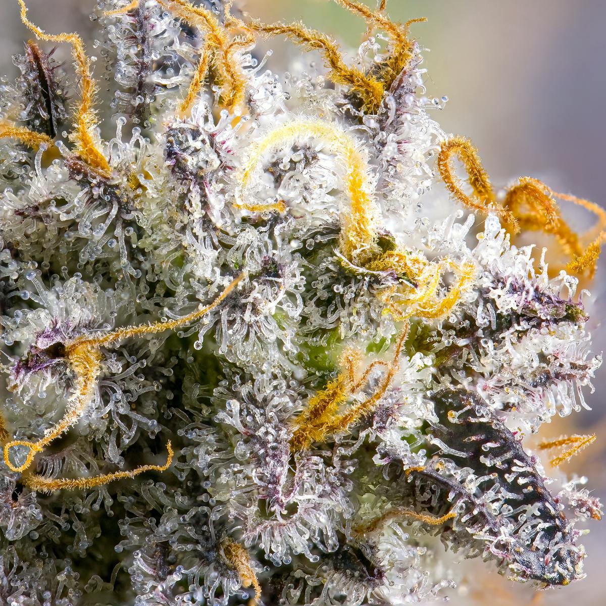 Tropicana Cookies Pre-Roll 5-Pack [2.5g] - image 5