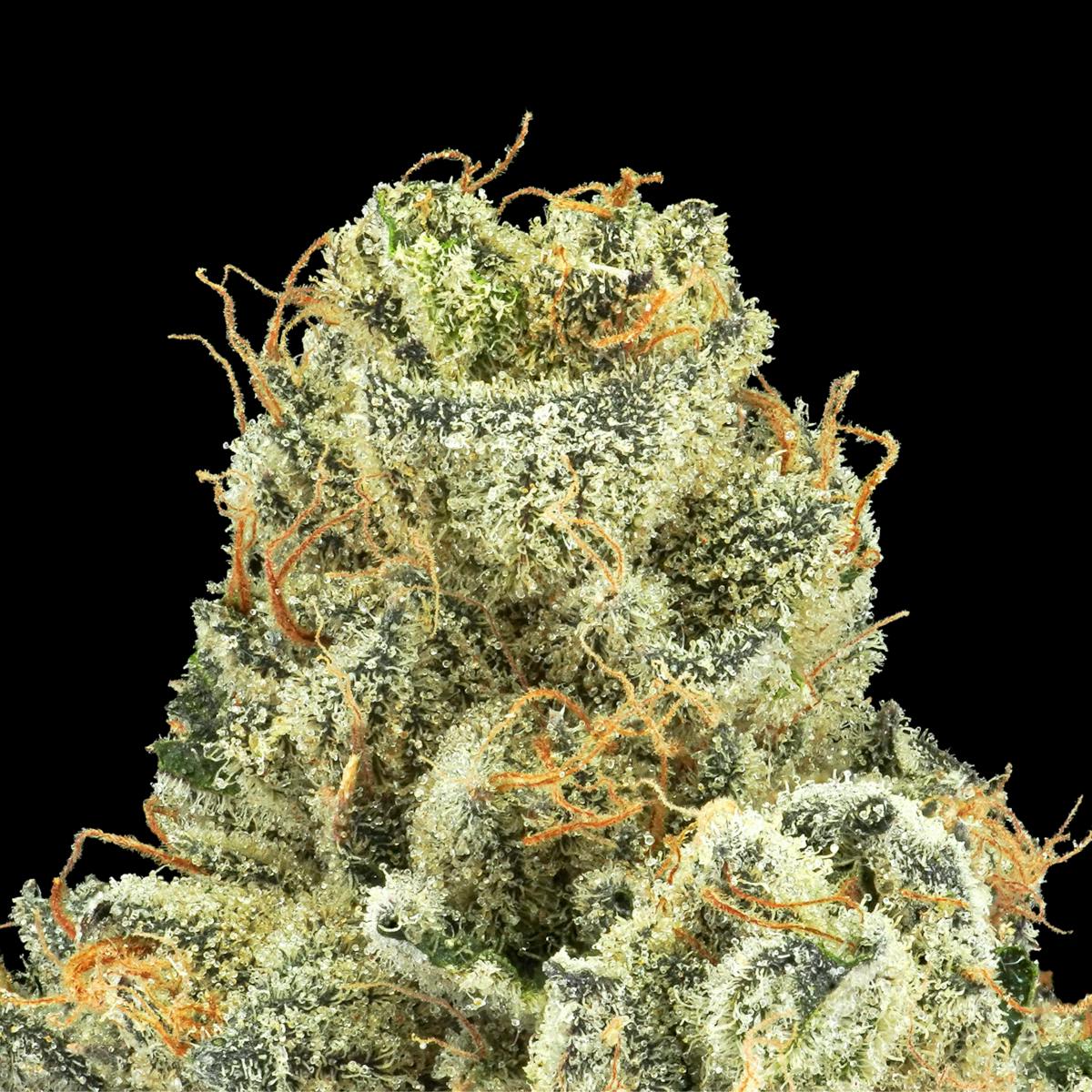 Black Cherry Blossom Gold Blend Cartridge [1g] - image 3