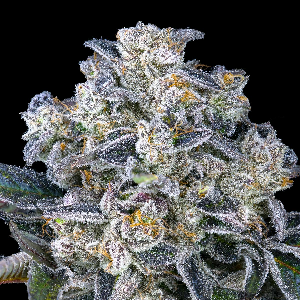 Paradiso Pre-Roll [1g] - image 7