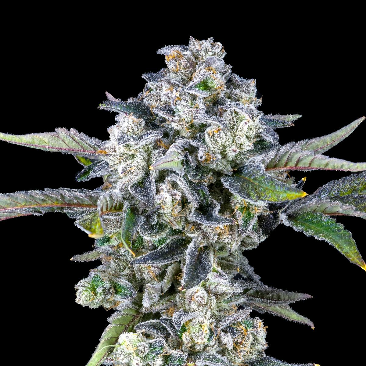 Paradiso Pre-Roll [1g] - image 6