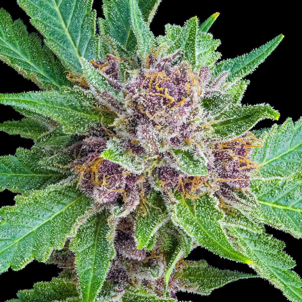 Tropicana Cookies Pre-Roll 5-Pack [2.5g] - image 7