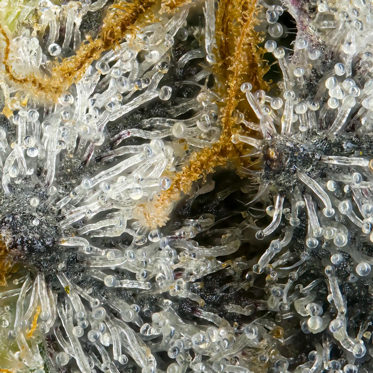White Dahlia Gold Blend Cartridge [1g] - image 7
