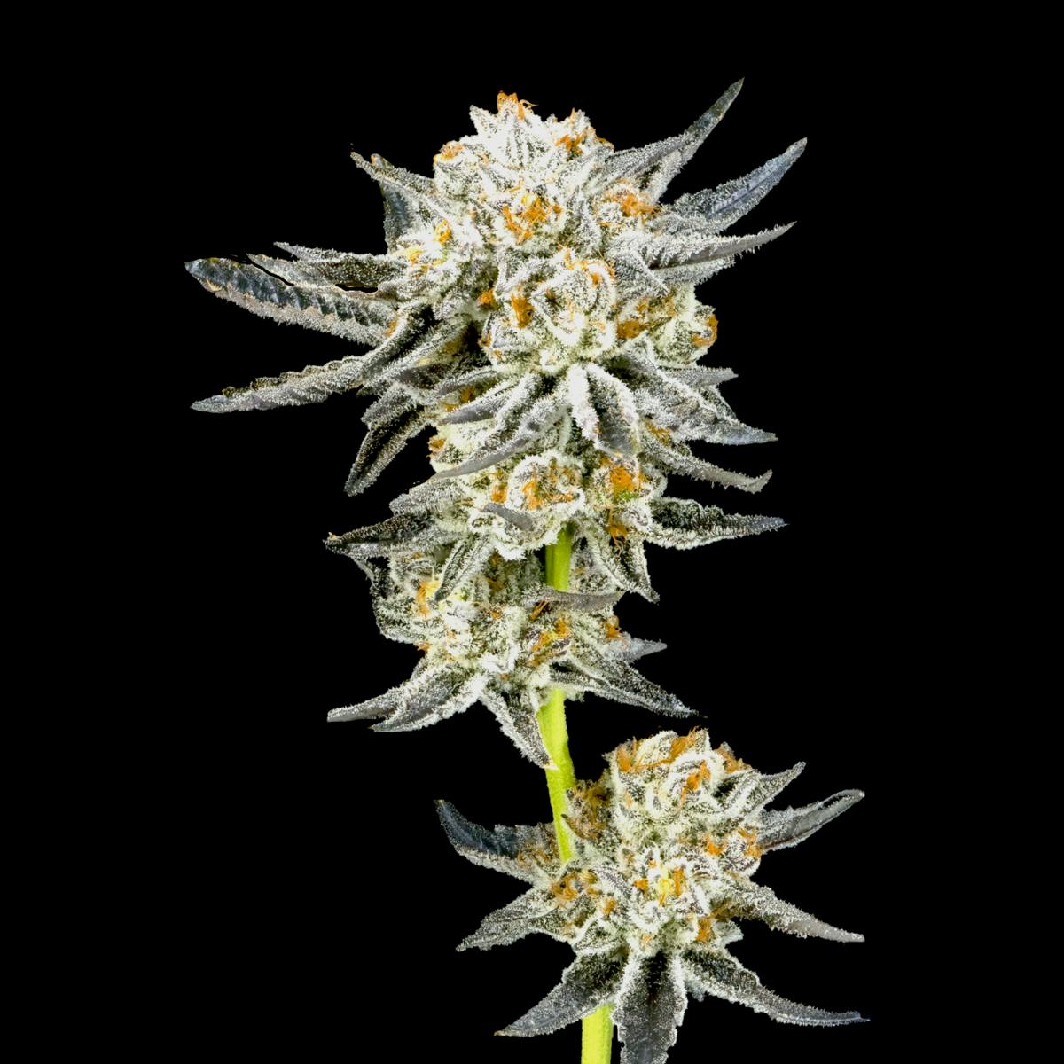 White Dahlia Gold Blend Cartridge [1g] - image 5