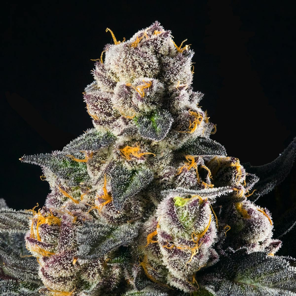 Ajo Blanco Pre-Roll 5-Pack [2.5g] - image 6