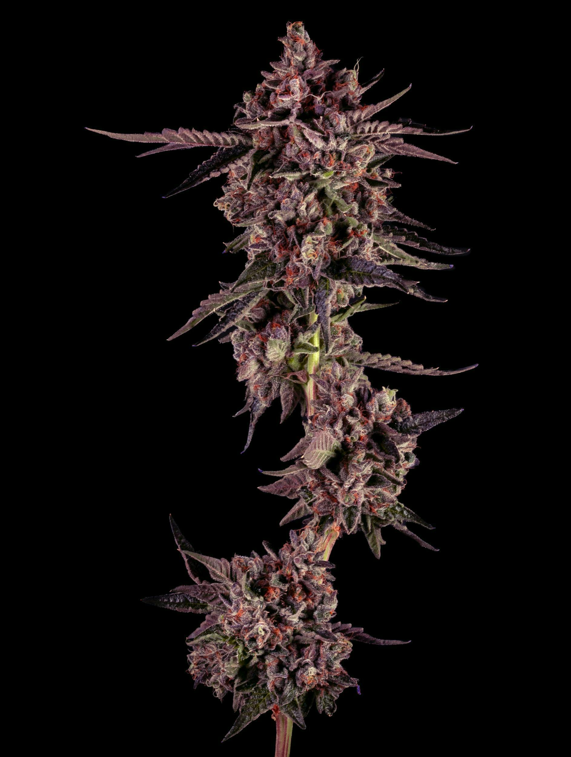 White Truffle by Garden First - image 2