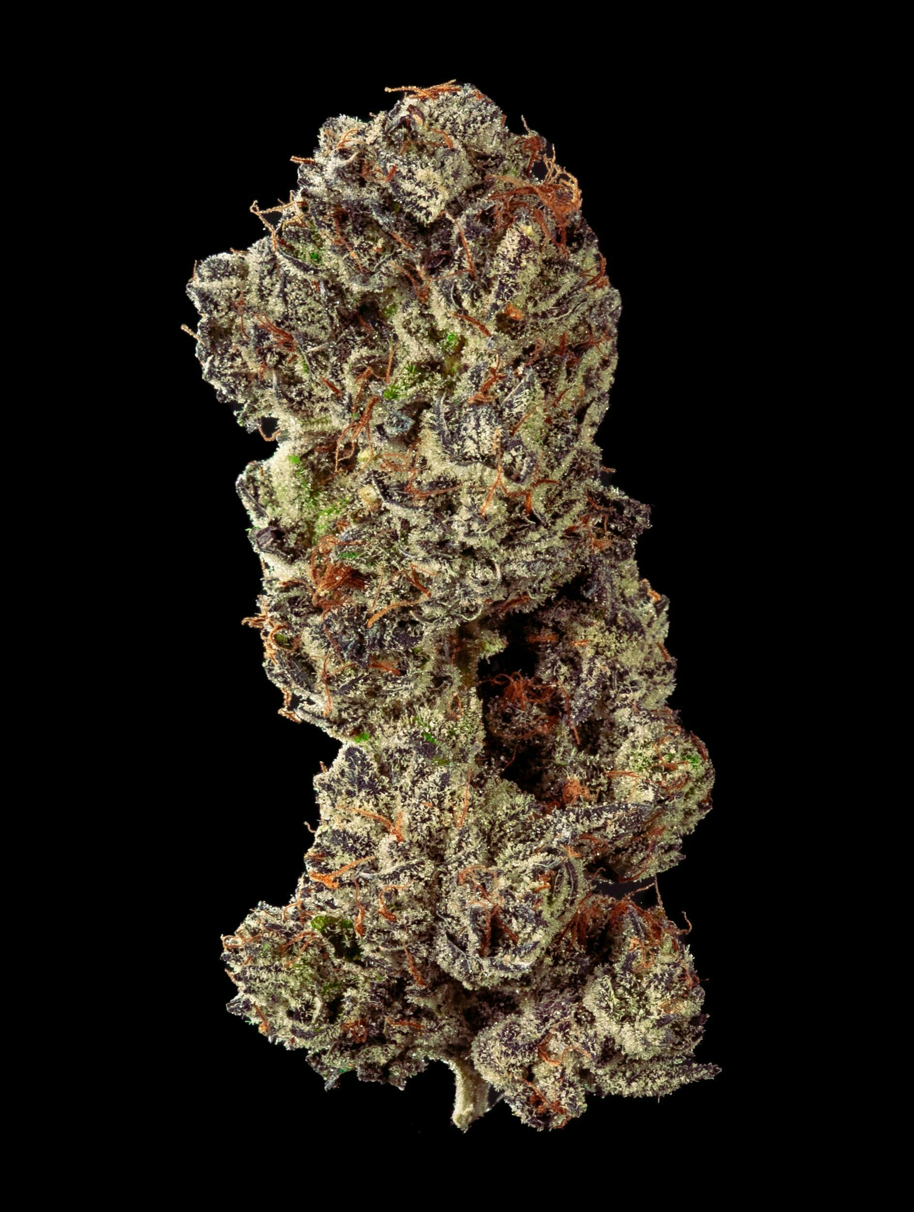 White Truffle by Garden First - image 1
