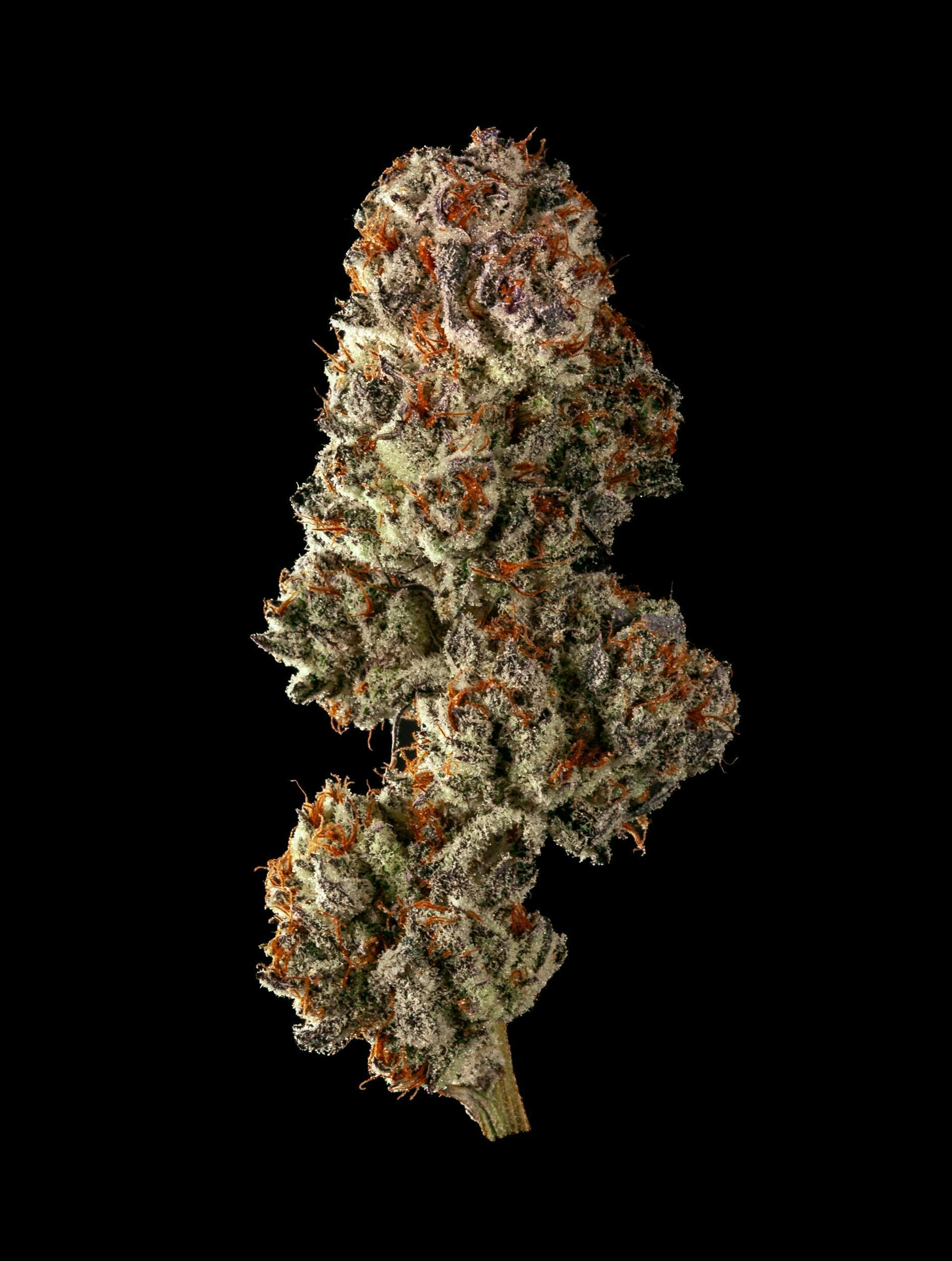 Oreoz by Garden First - image 1