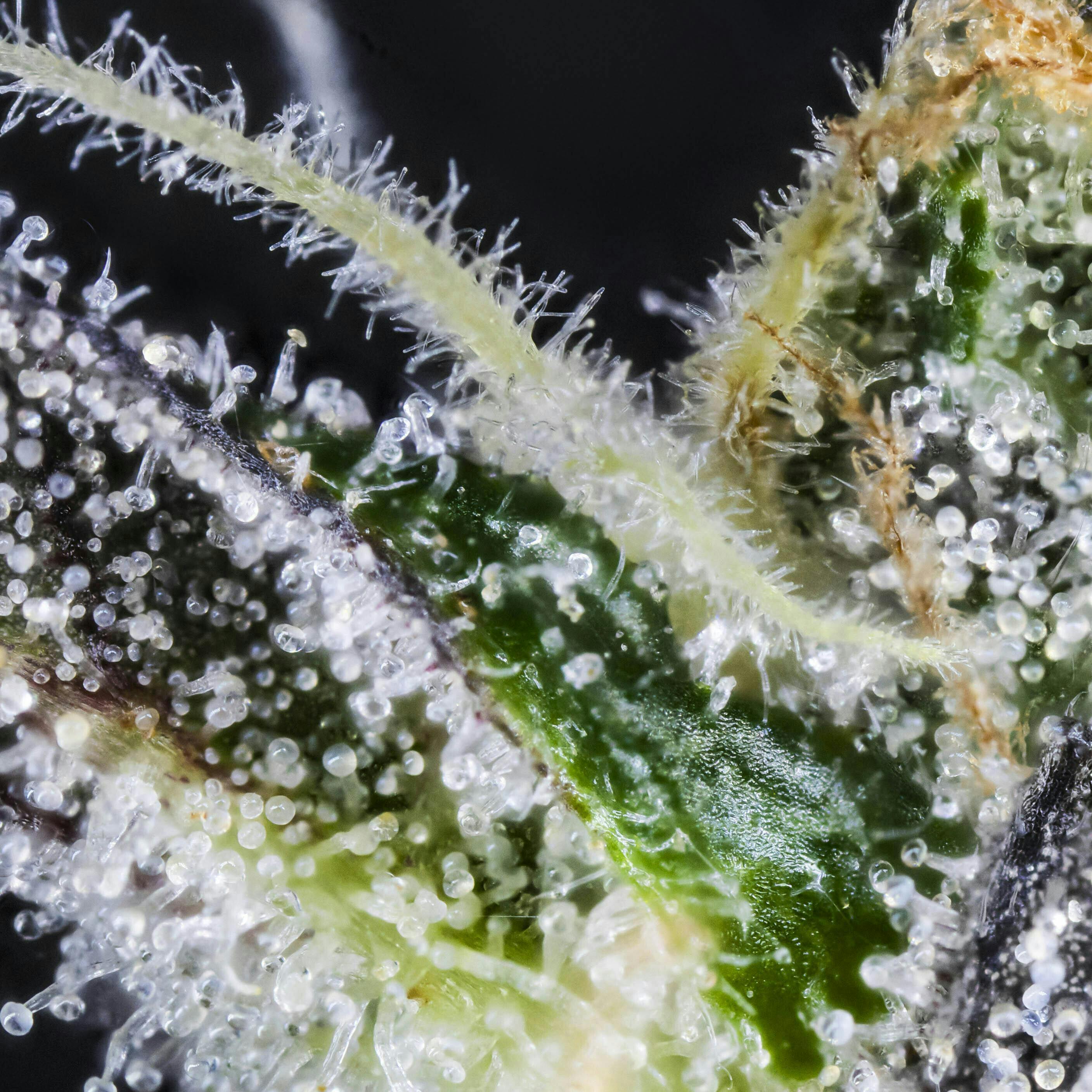 B Buds - 8 Inch Bagel (GMO X Project 4516) - image 1