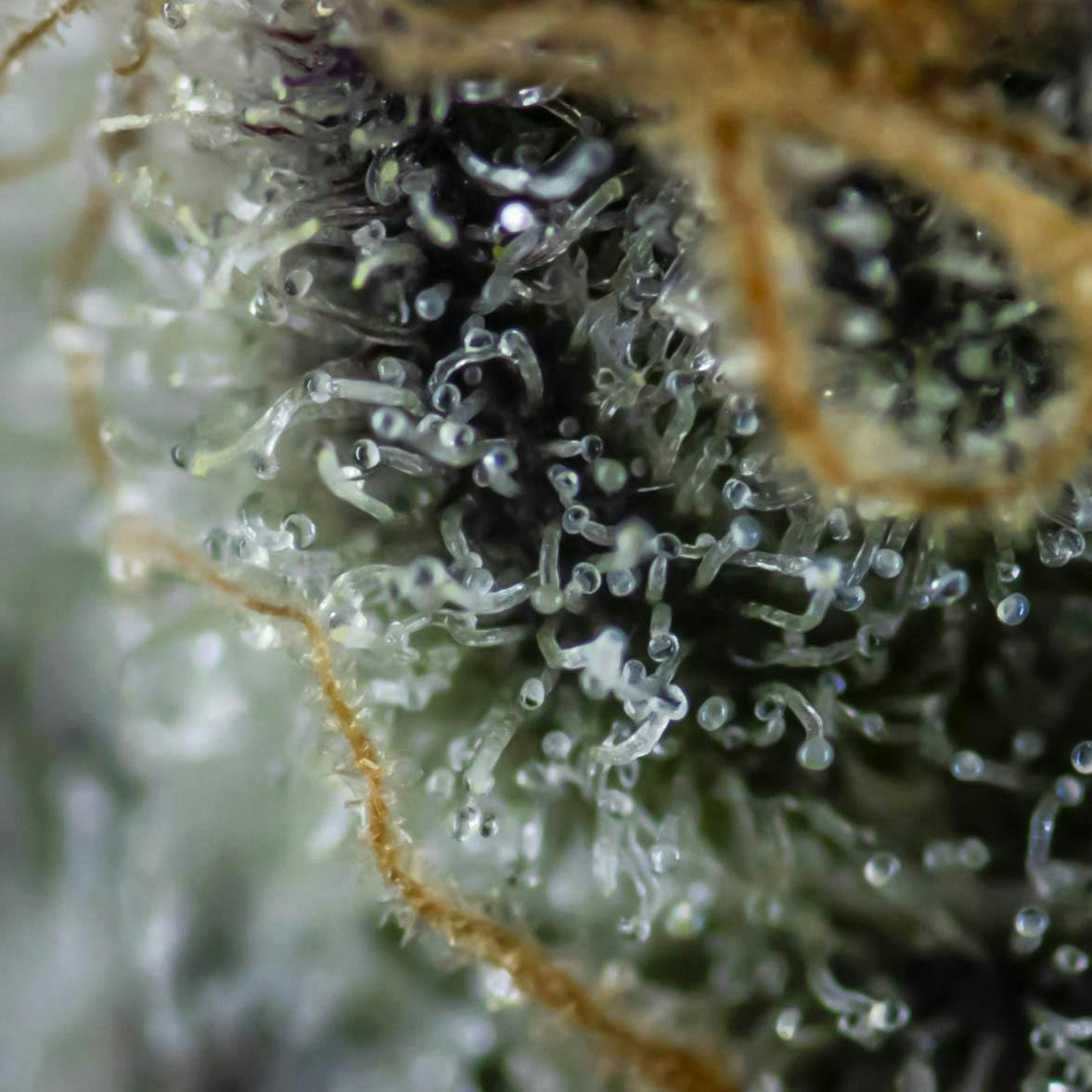 Big Buds - Ajo (Garlic Breath X Tipsy Mom) - image 2