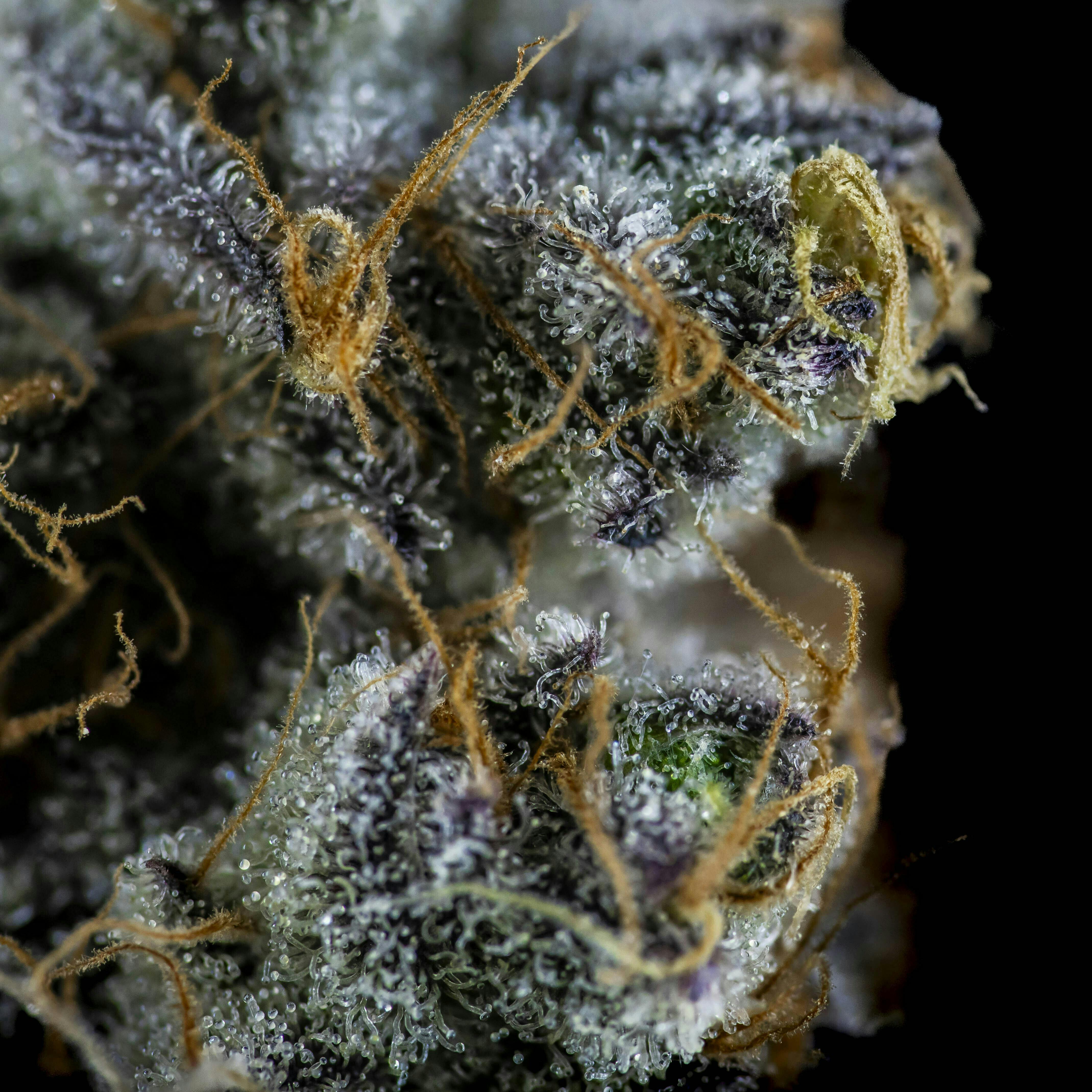 Big Buds - Ajo (Garlic Breath X Tipsy Mom) - image 1