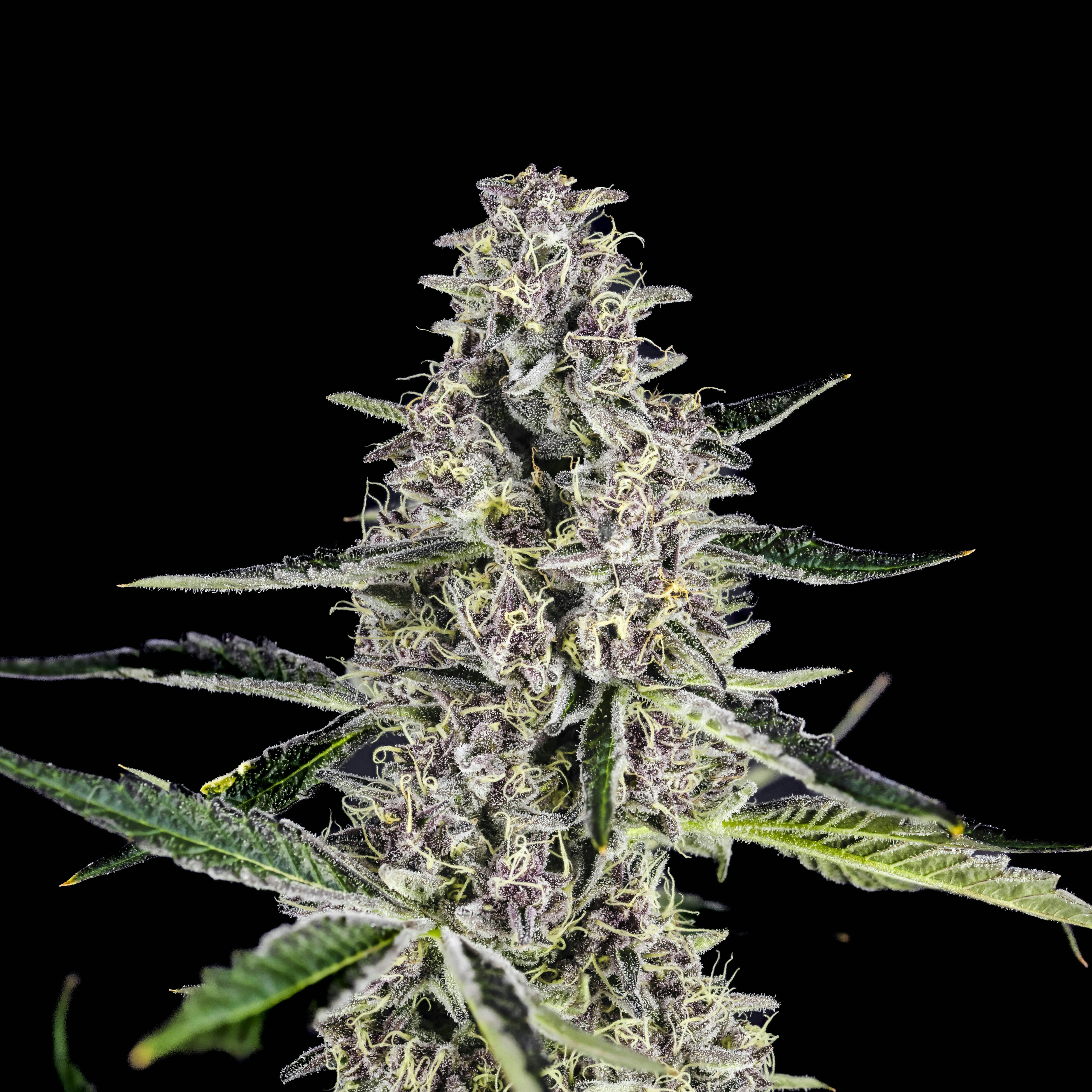Big Buds - Point Break (Tropicana Cookies X Trophy Wife) - image 2