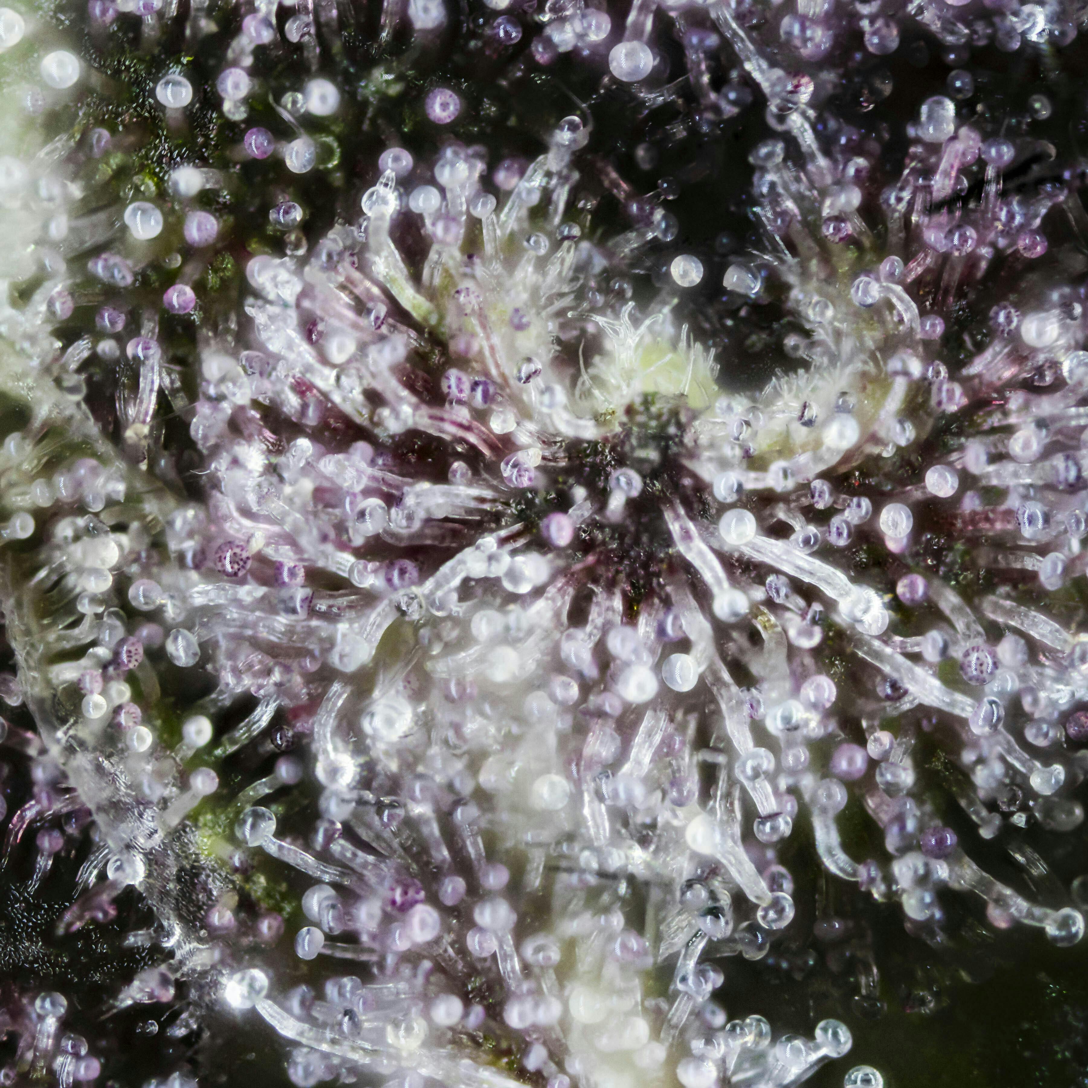 Big Buds - Point Break (Tropicana Cookies X Trophy Wife) - image 1
