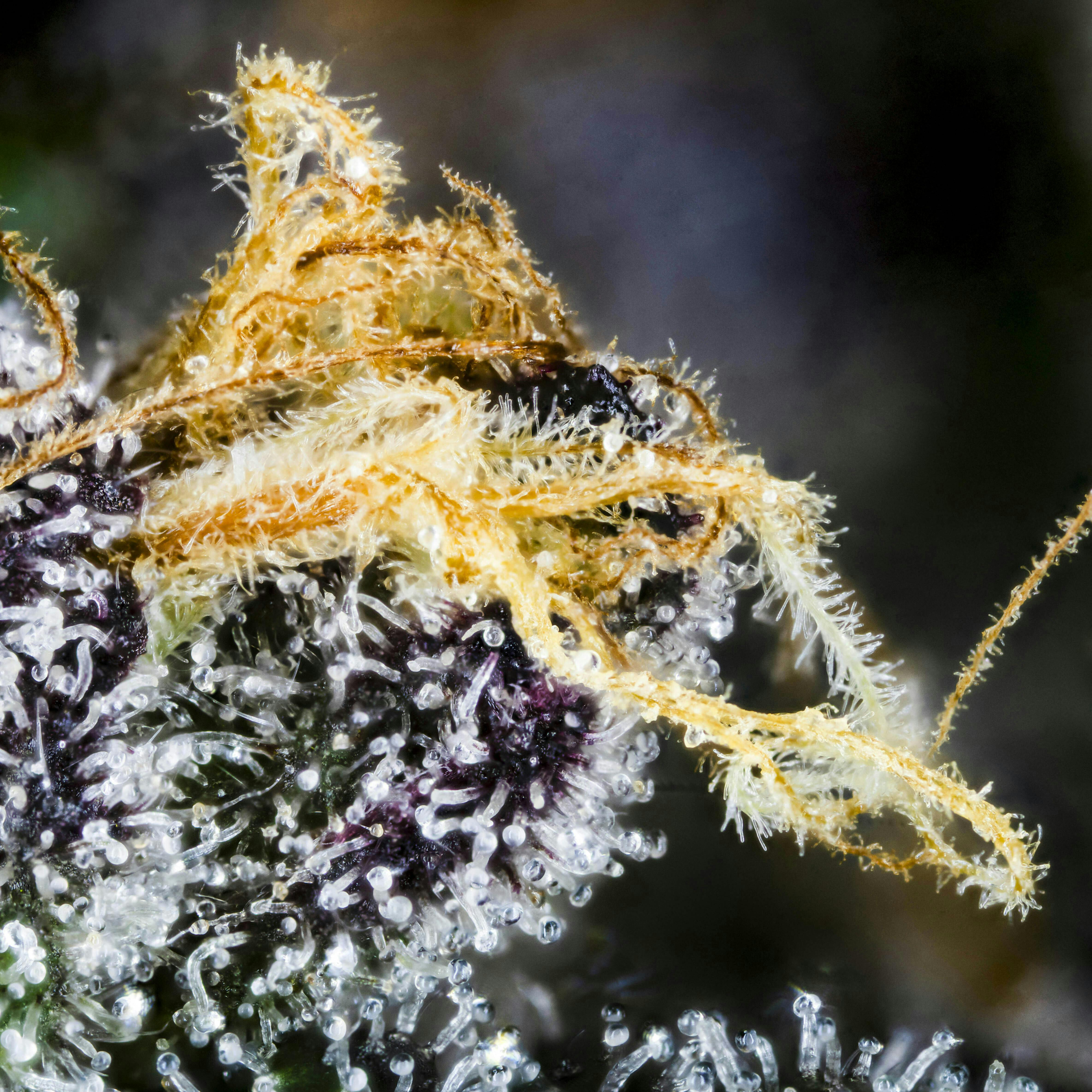 Big Buds - Bubble Bath (The Soap X Project 4516) - image 2