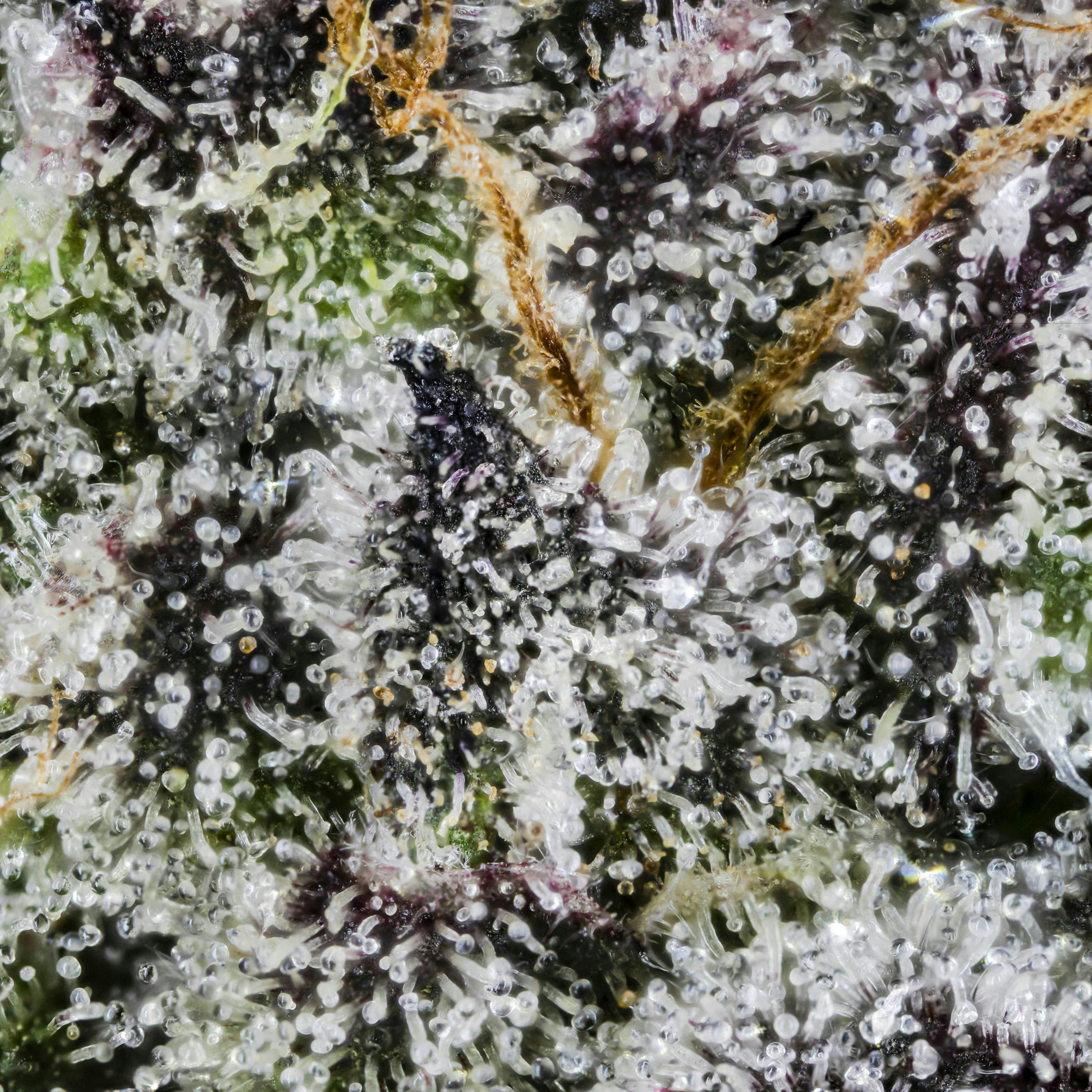 Big Buds - Bubble Bath (The Soap X Project 4516) - image 1