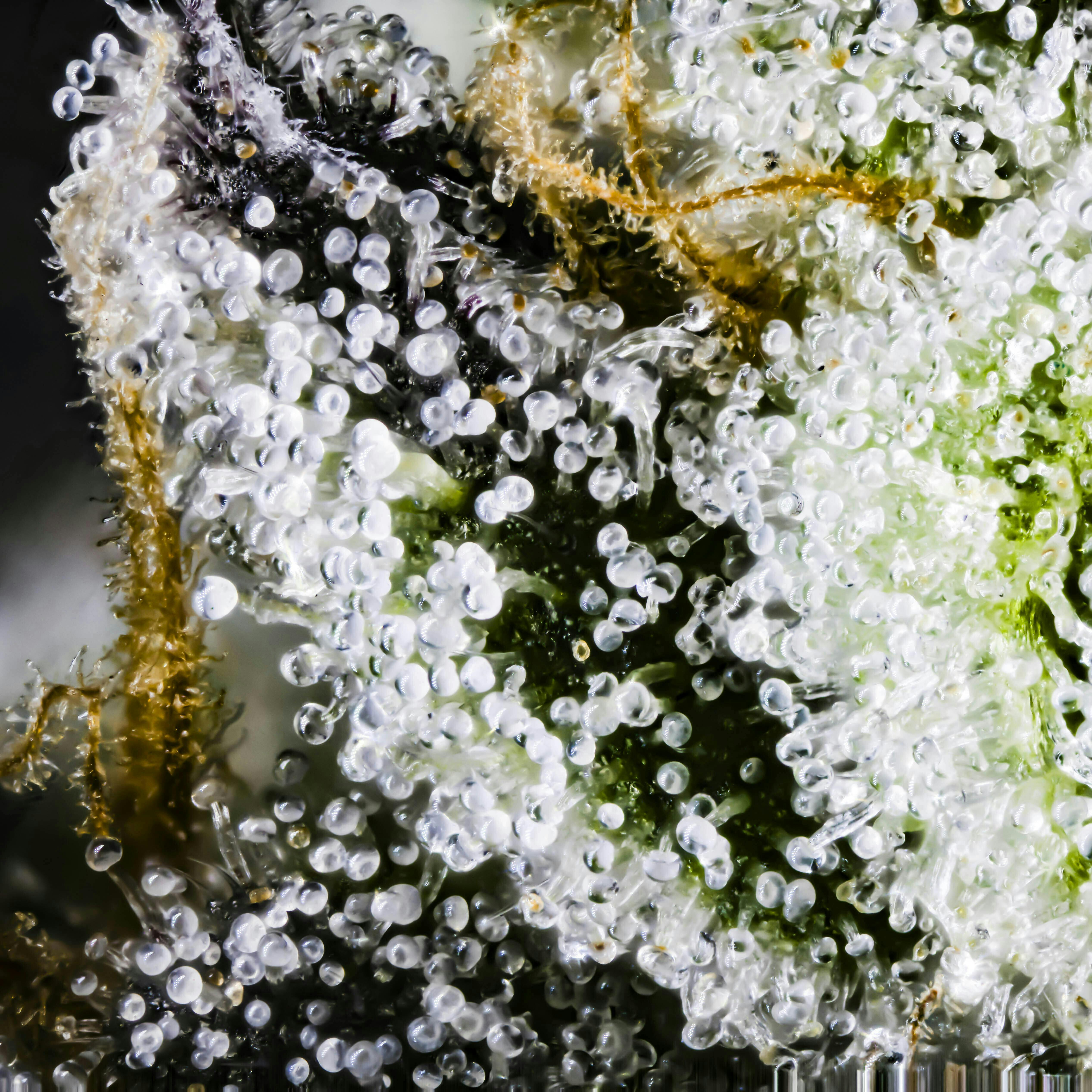 Big Buds - Pie Scream (Wedding Pie x Gelato #33) - image 2