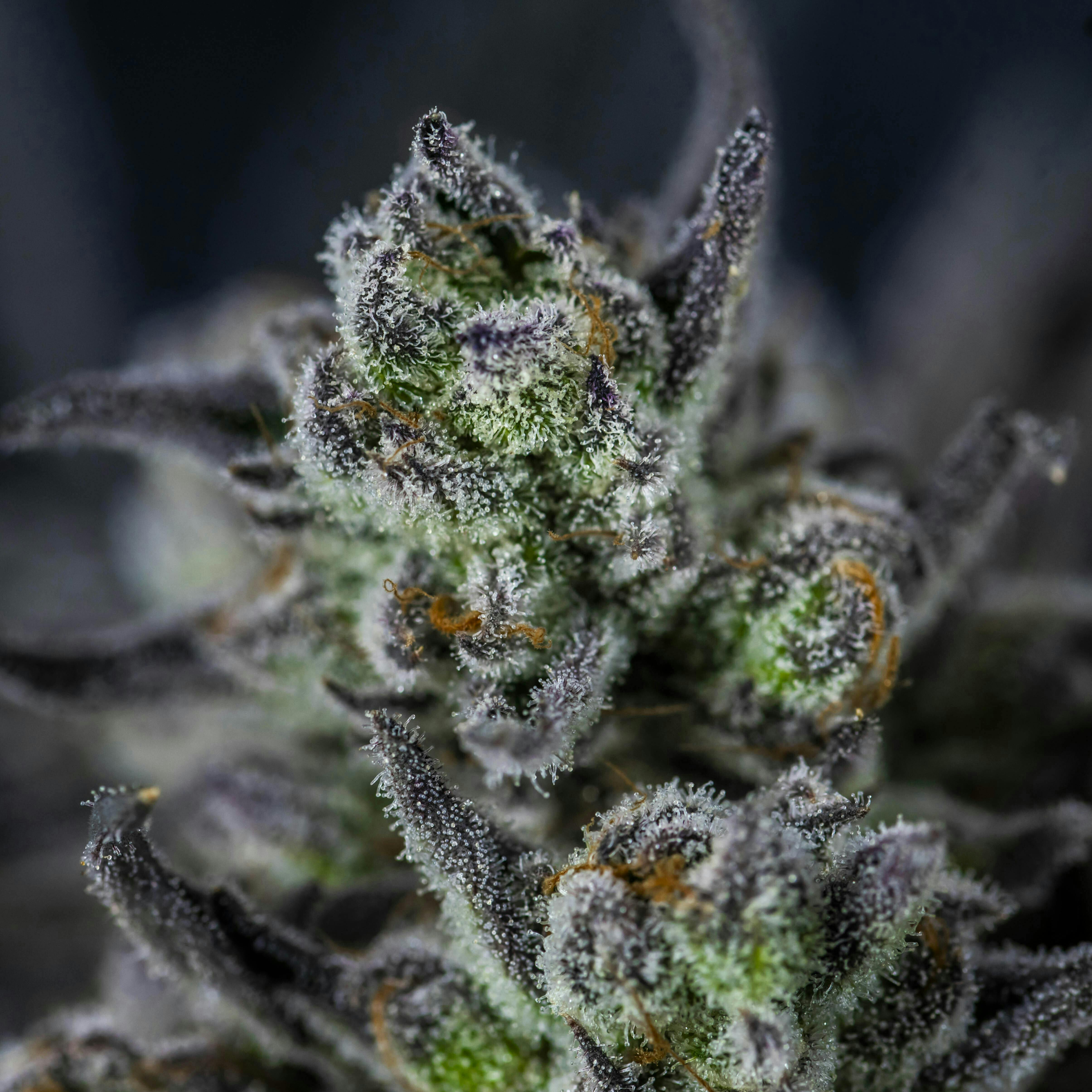 Big Buds - Grand Daddy Purp x Forbidden Runtz - image 2