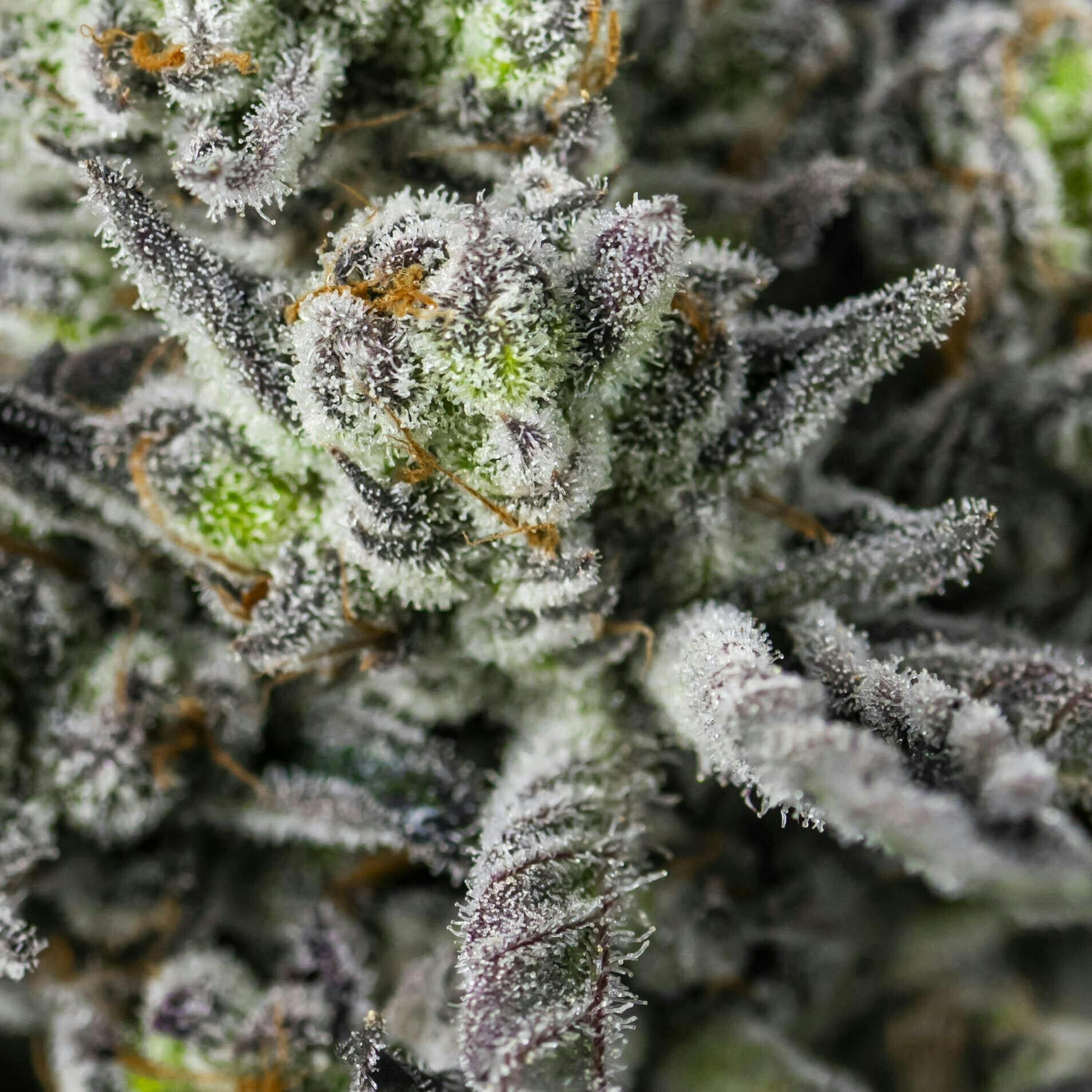 Big Buds - Grand Daddy Purp x Forbidden Runtz - image 1