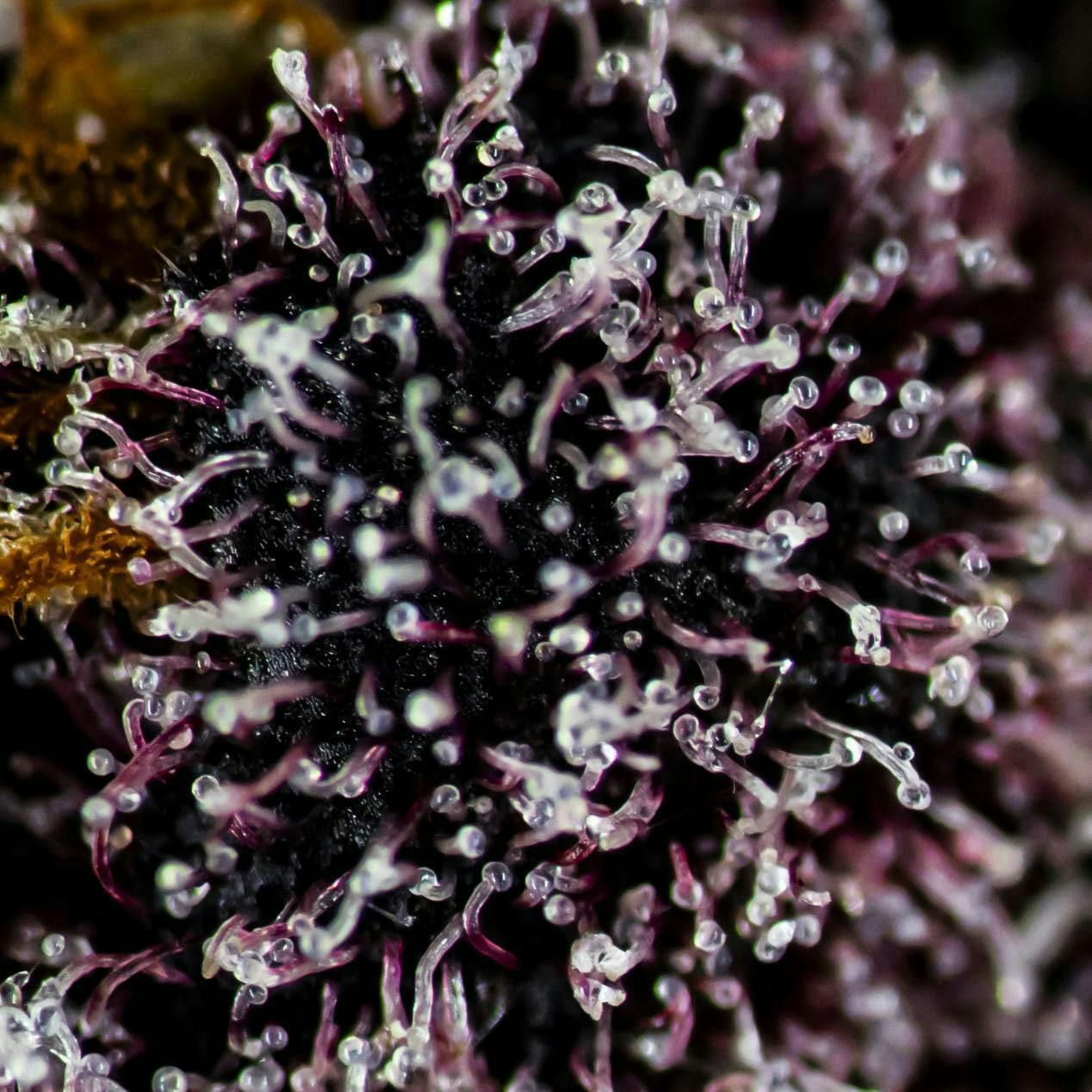 Big Buds - Tropicana Cherries (Tropicana Cookies X Cherry Cookies) - image 2