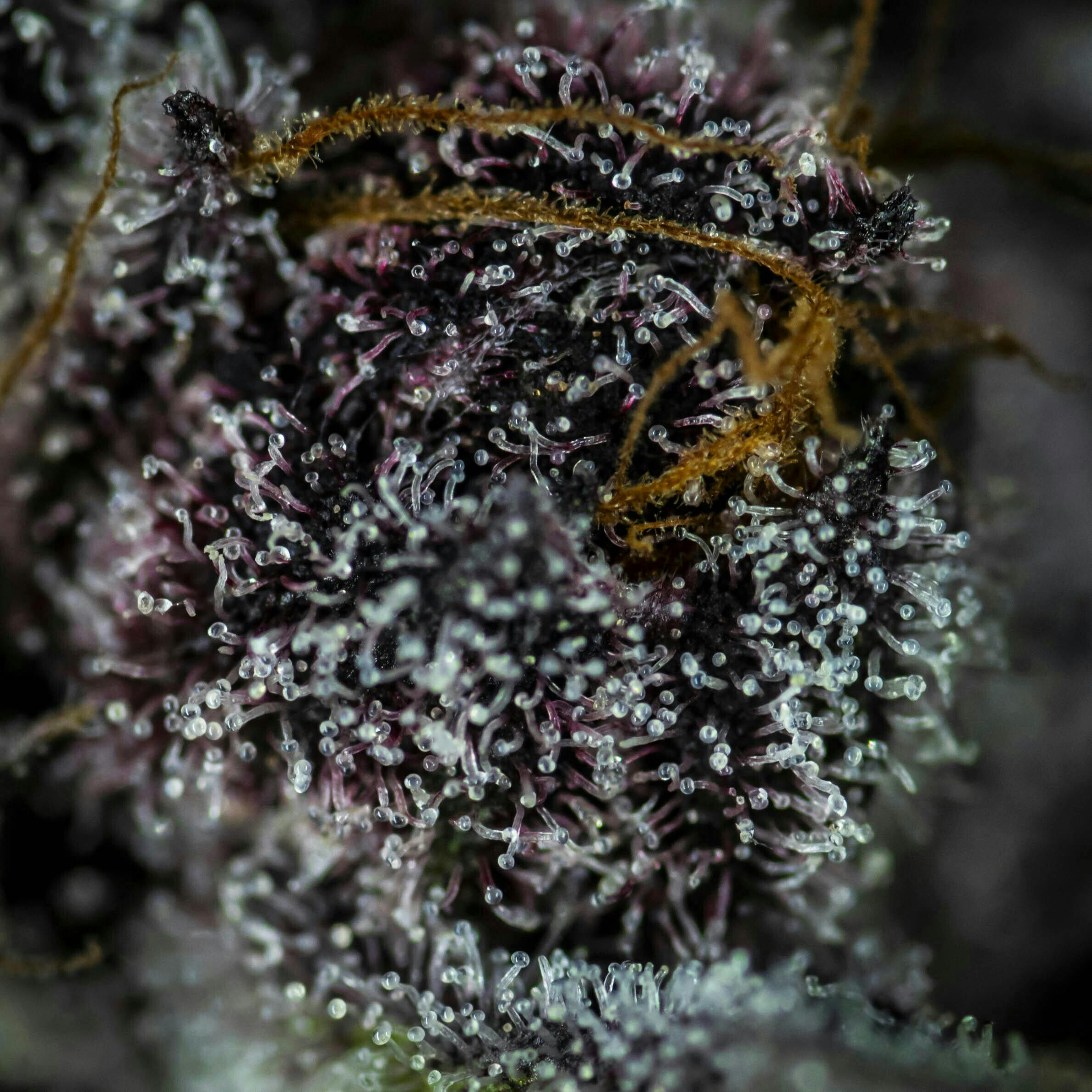 Big Buds - Tropicana Cherries (Tropicana Cookies X Cherry Cookies) - image 1