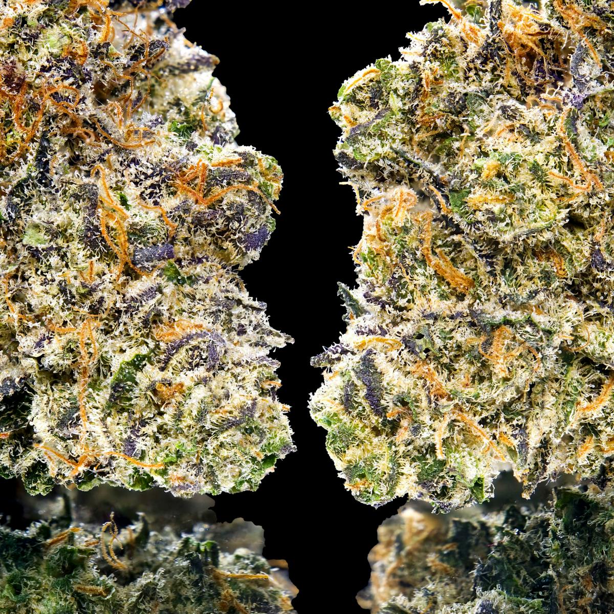 Key Lime Jack Pre-Roll 5-Pack [2.5g] - image 4