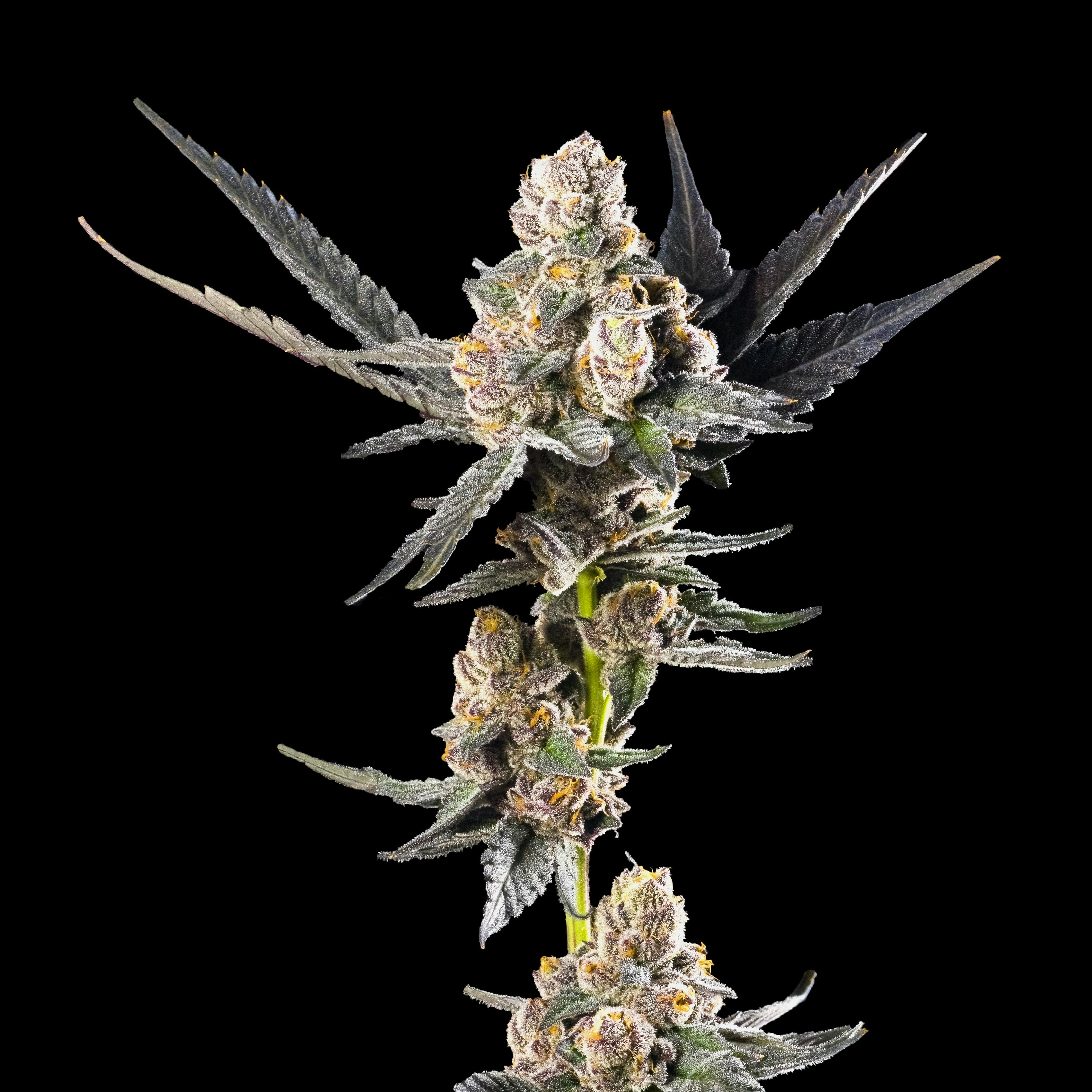 Ajo Blanco Pre-Roll 5-Pack [2.5g] - image 5