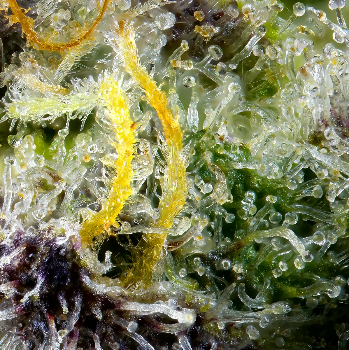 Orange Truffle Soufflé Live Resin Liquid Diamonds Airgraft Pod - image 8