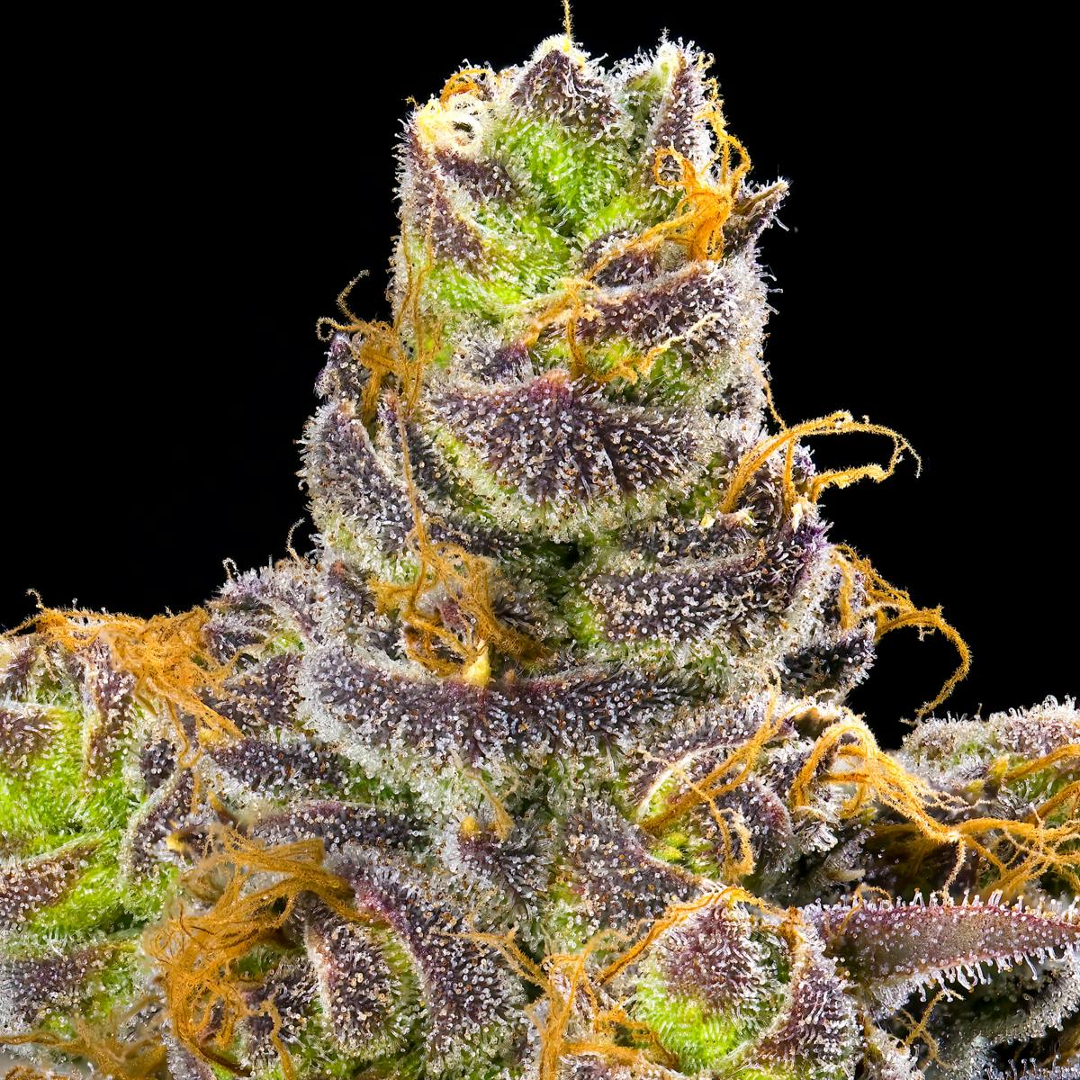 Orange Truffle Soufflé Live Resin Liquid Diamonds Airgraft Pod - image 6